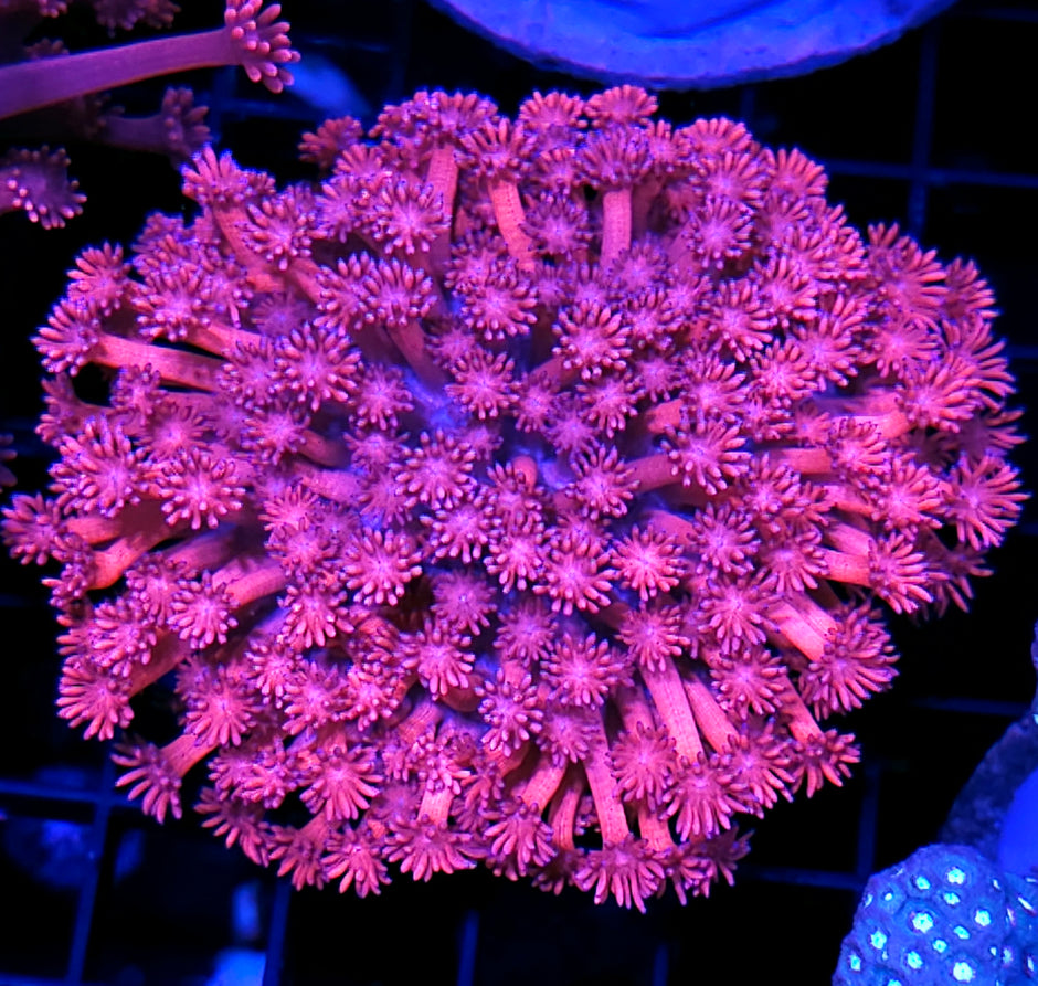 Fuschia Funk Goniopora Colony