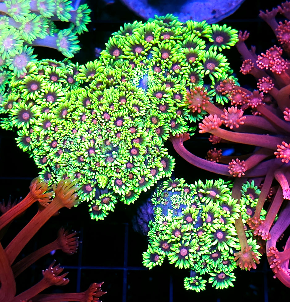 Radioactive Daisies Branching Goniopora Colony