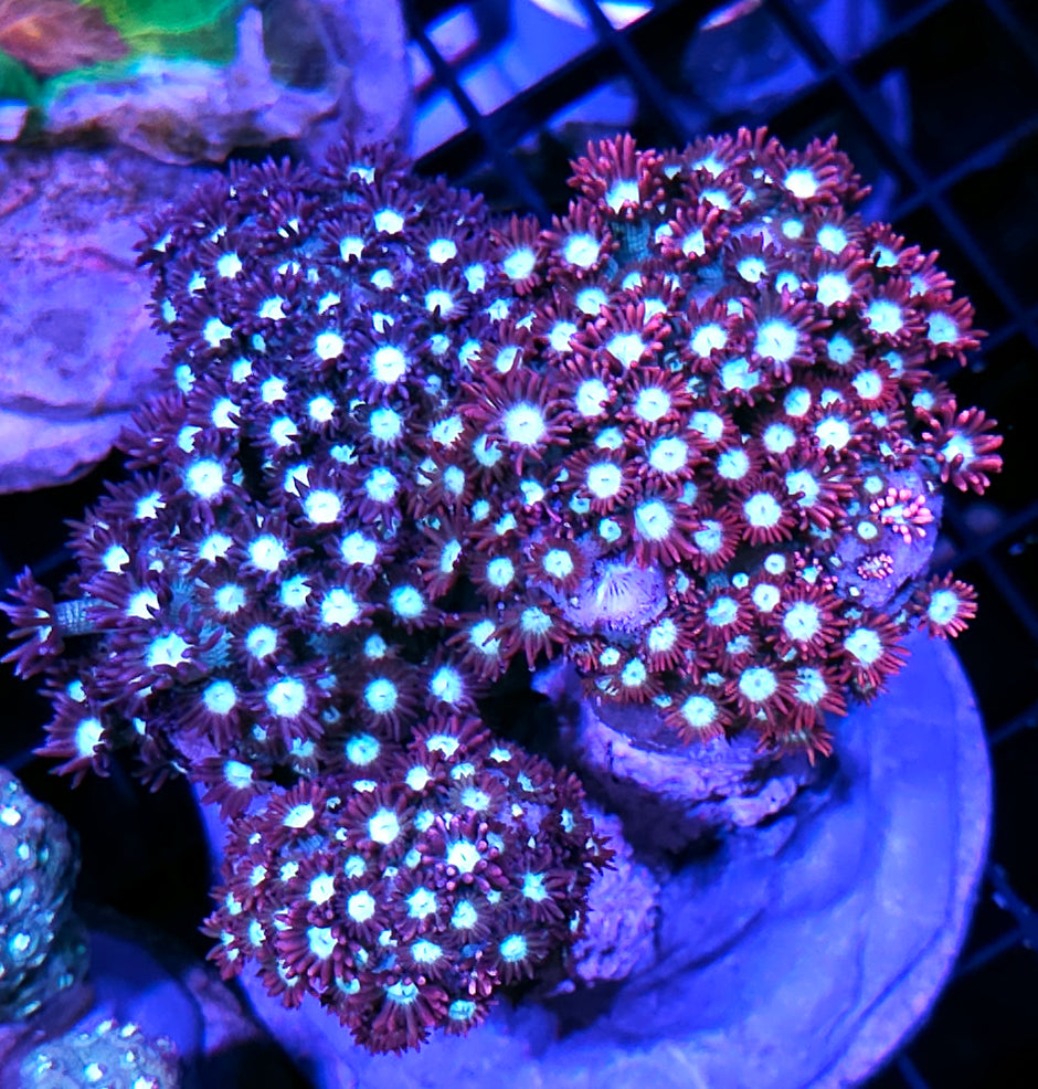 Very Rare Insane Branching Goniopora Colony