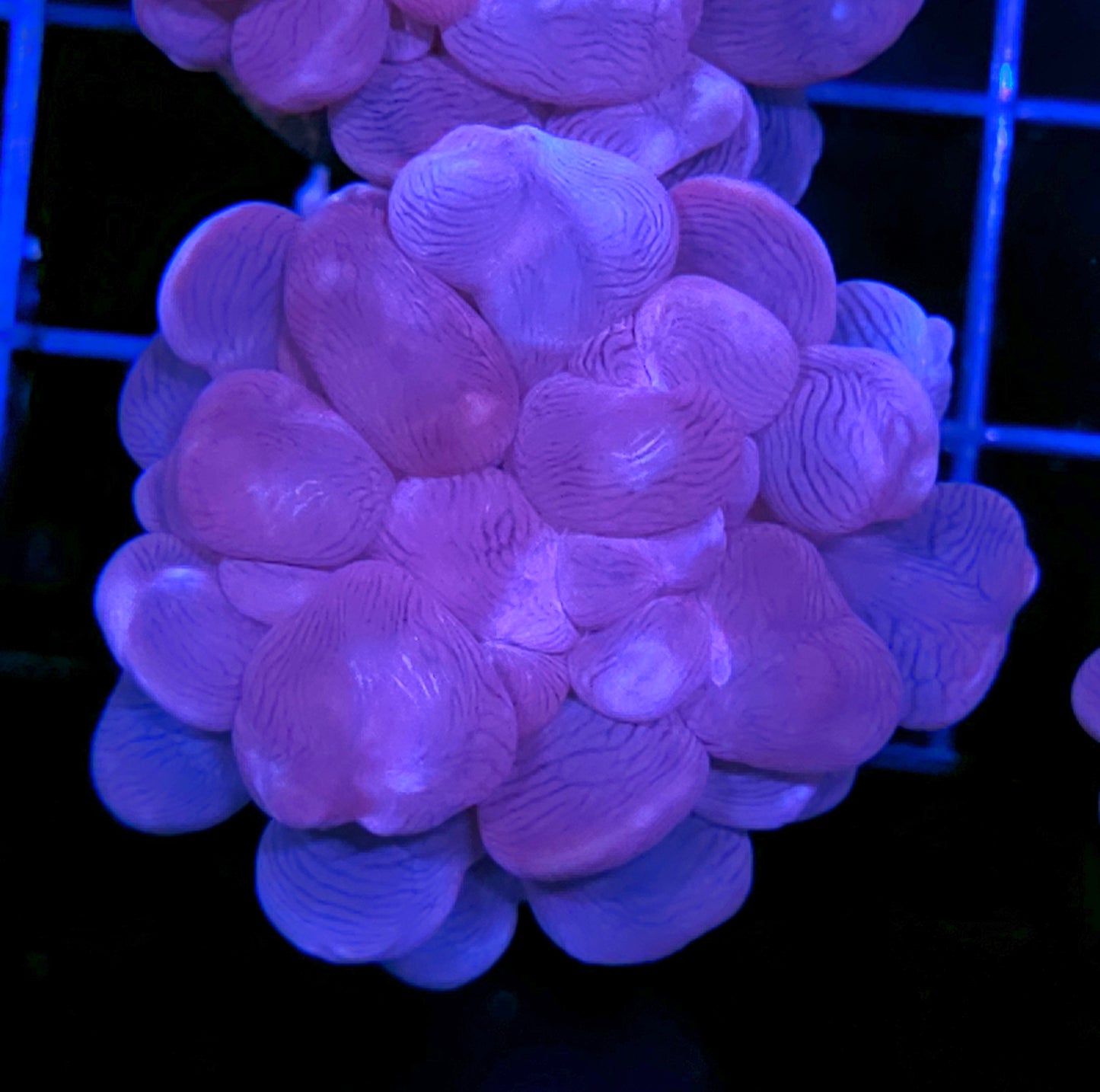 Blue Bubble Coral