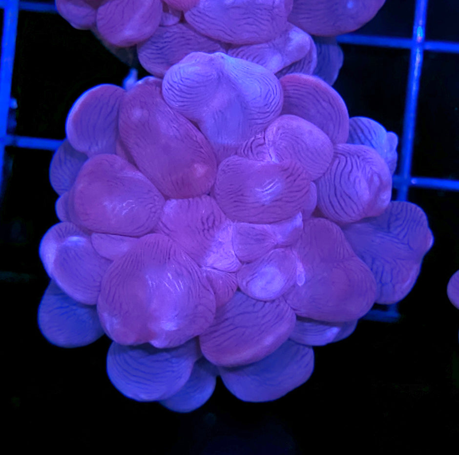 Blue Bubble Coral