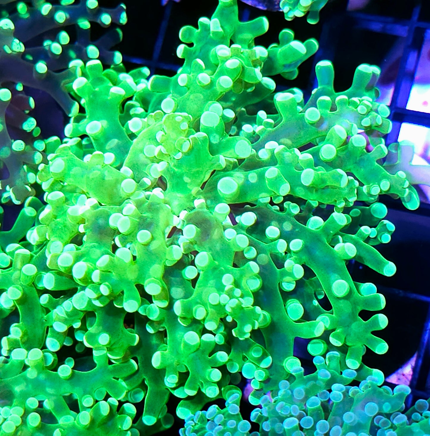 Hulk Frogspawn