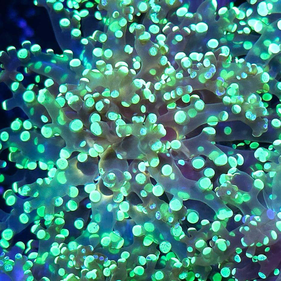 Gold Lace Frogspawn