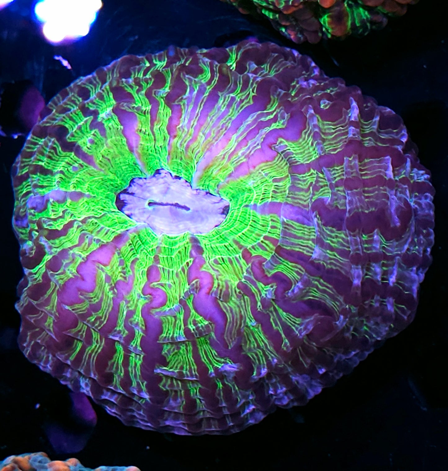 Evil Empire Indophyllia