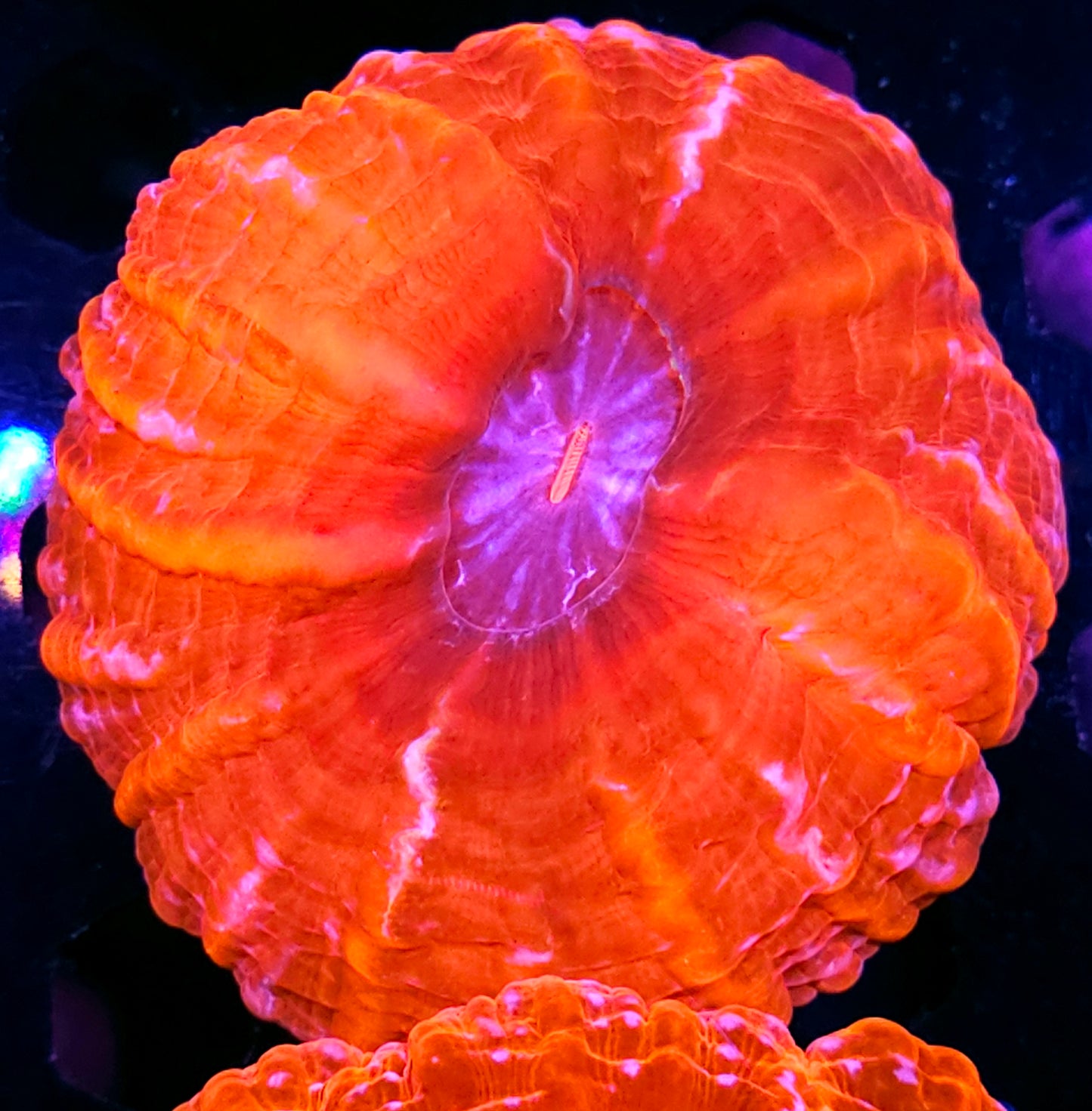 Firey Wrath Indophyllia