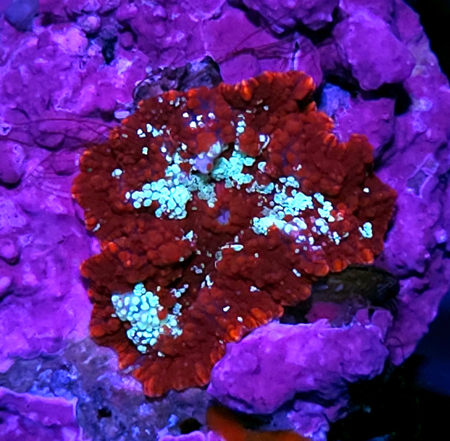 Red Devil Mushroom RARE