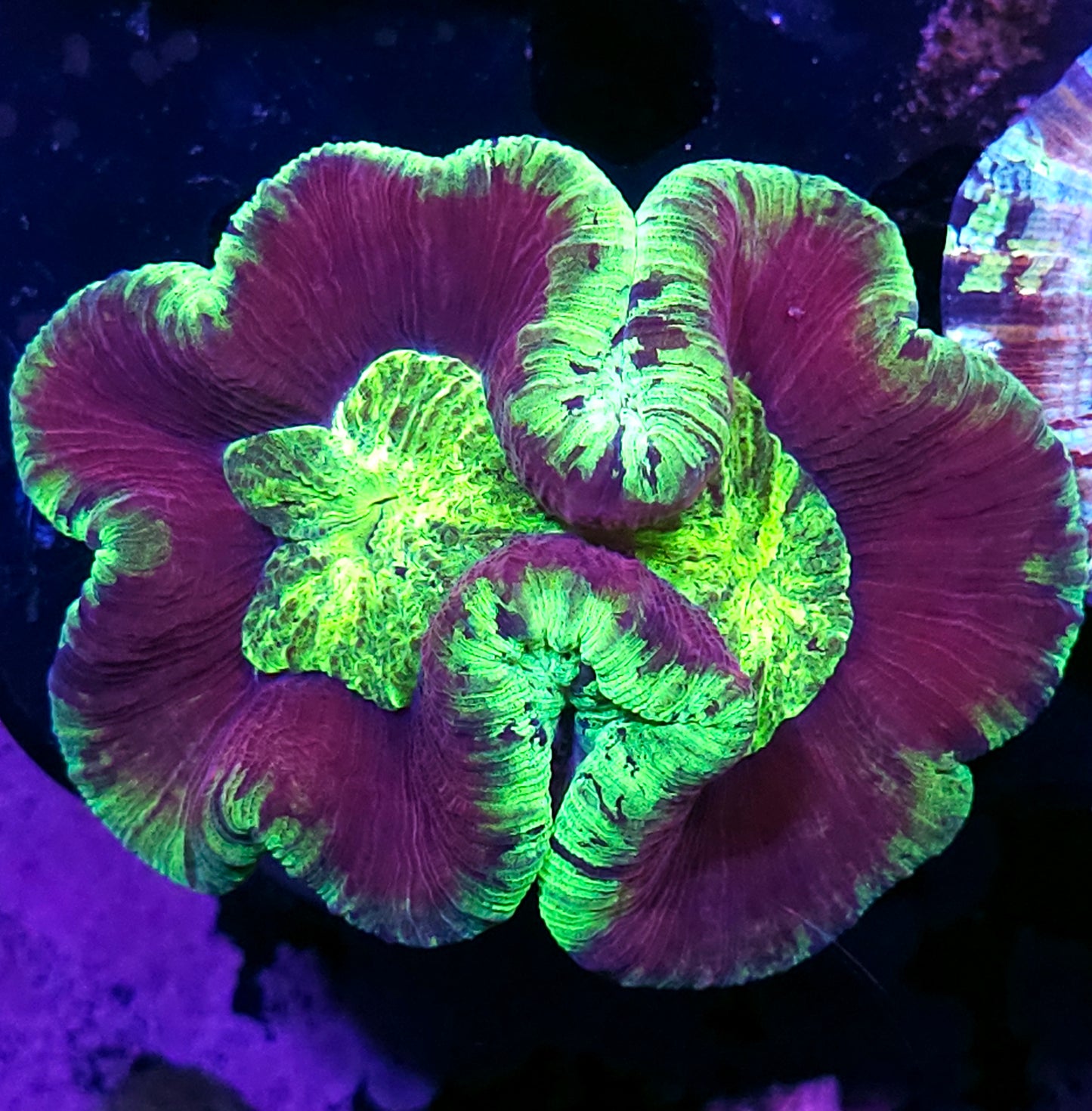 Plum Crazy Wellsophyllia