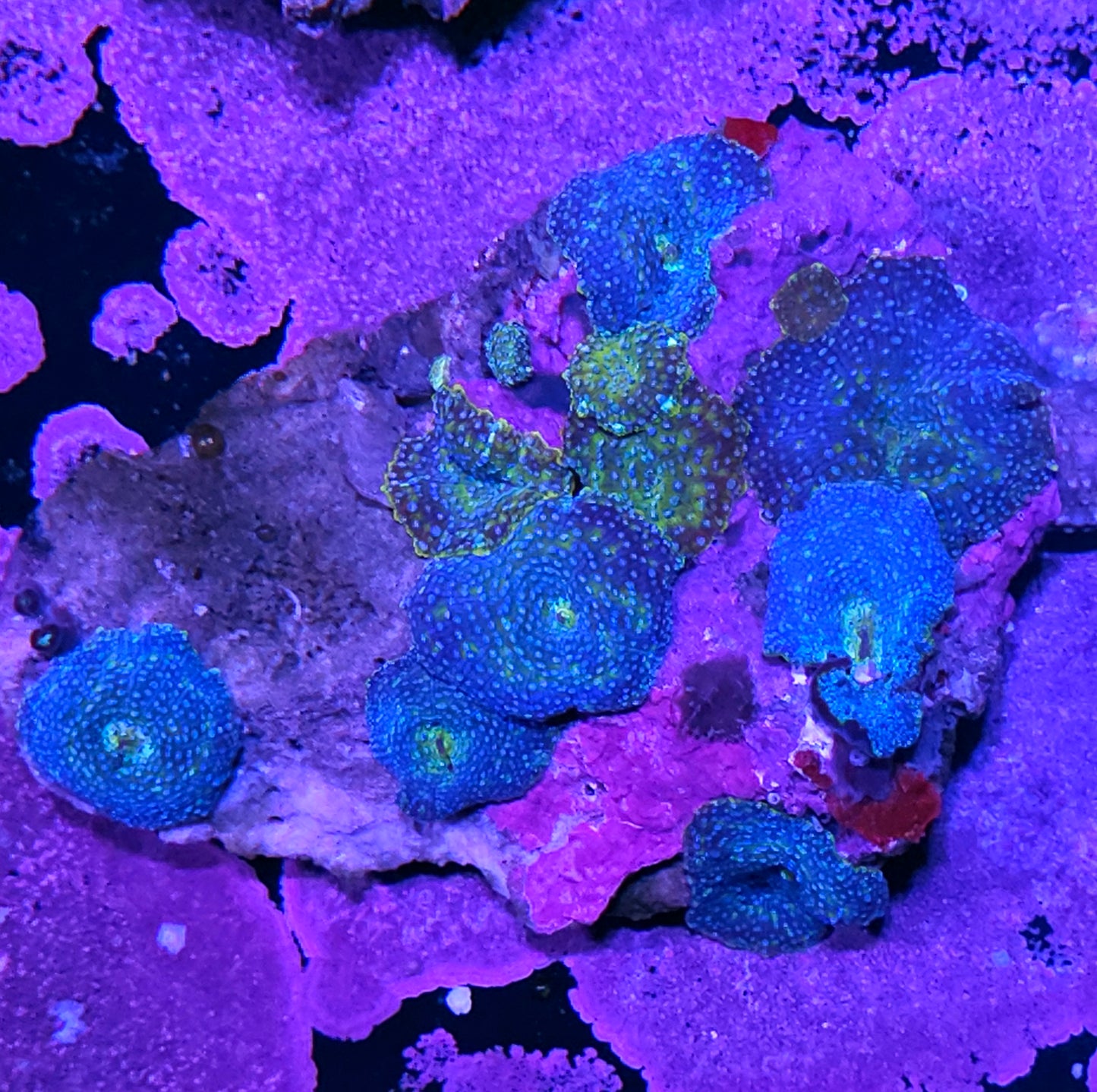 6" Blue Reign Mushroom Colony