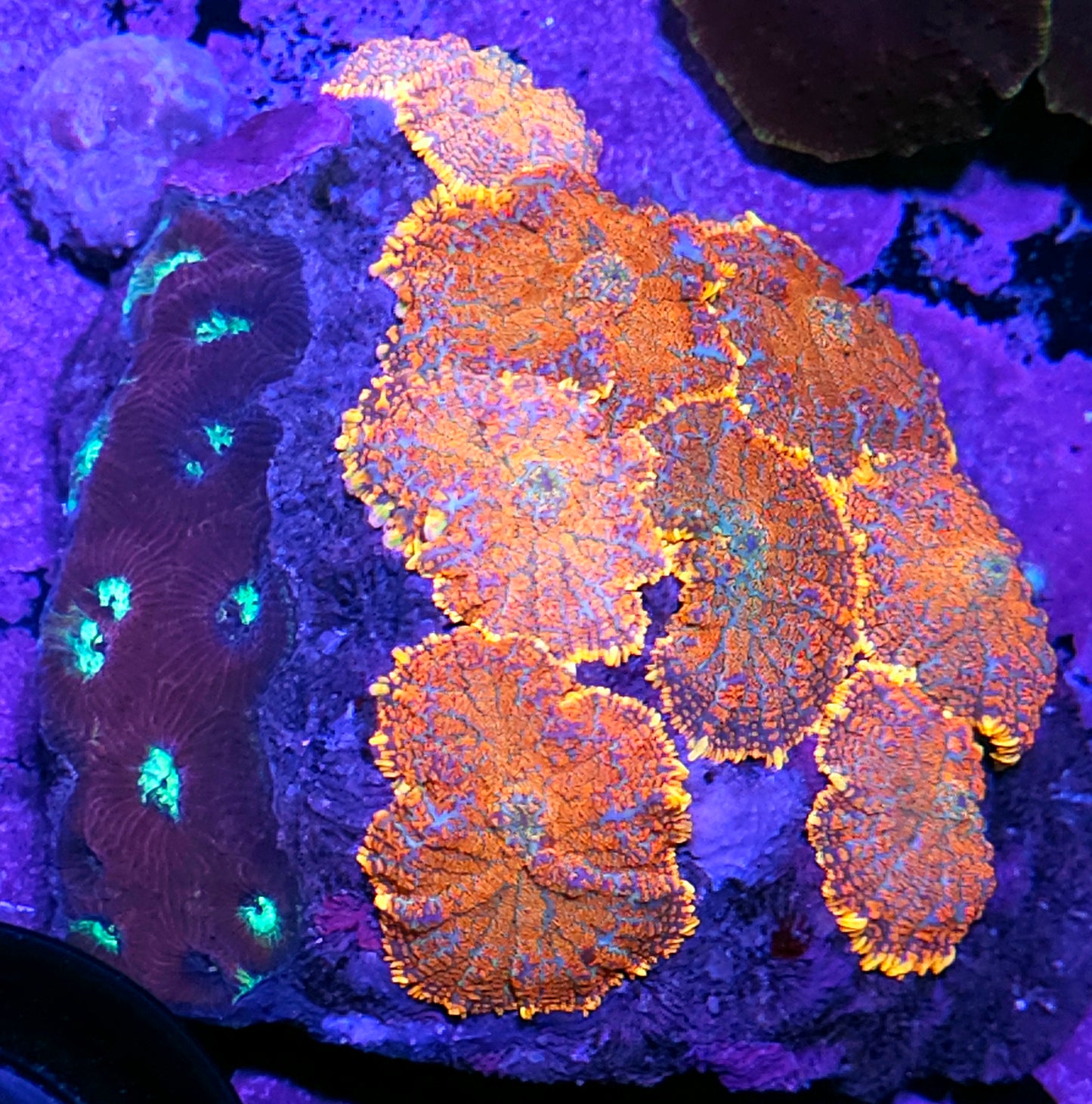 6" Radioactive Citrus Mushroom Colony w/ Favia