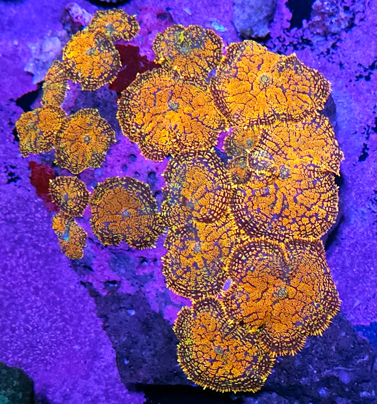 6" Wildfire Mushroom Colony