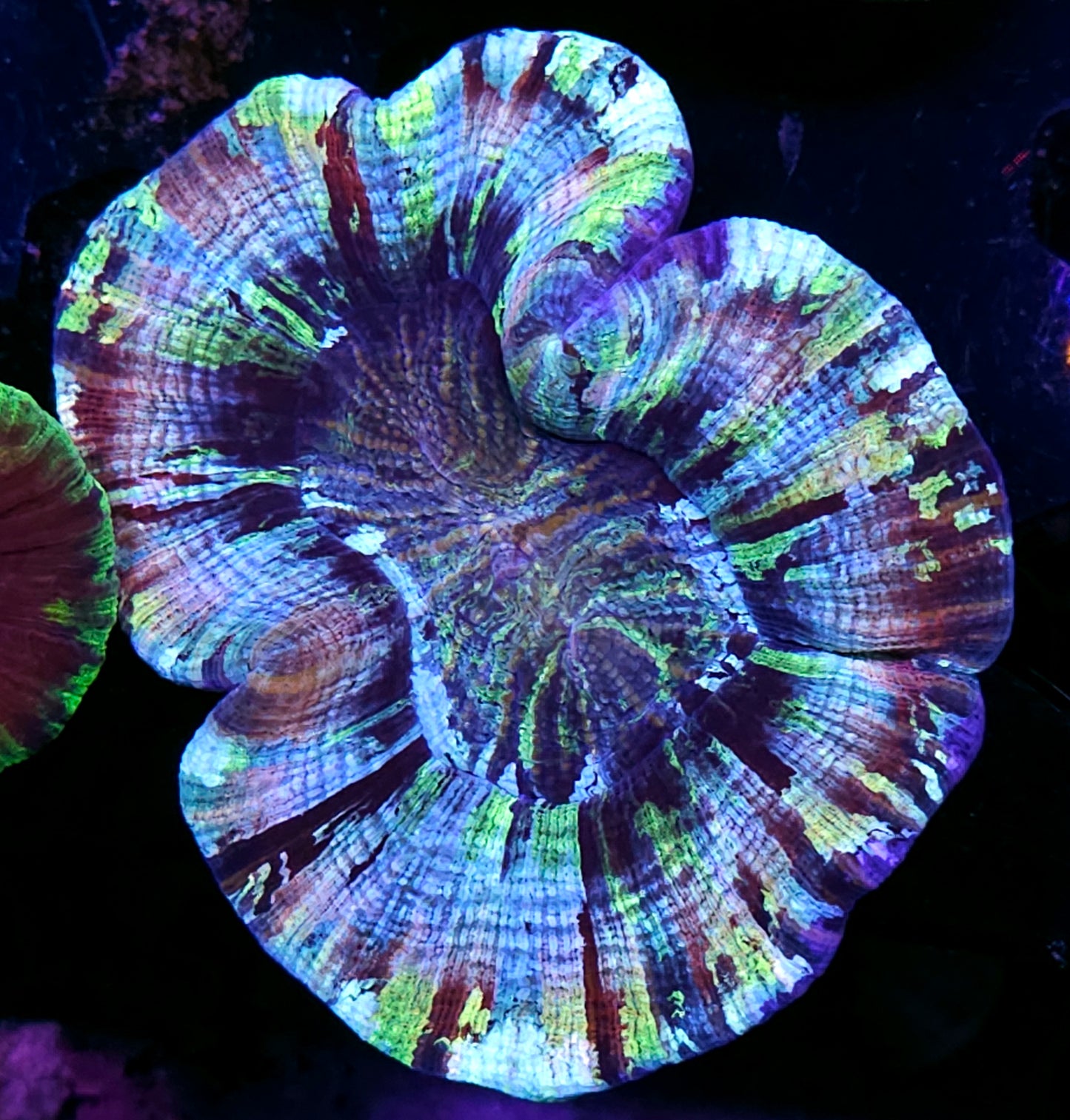Pastel Rainbow Explosion Wellsophyllia