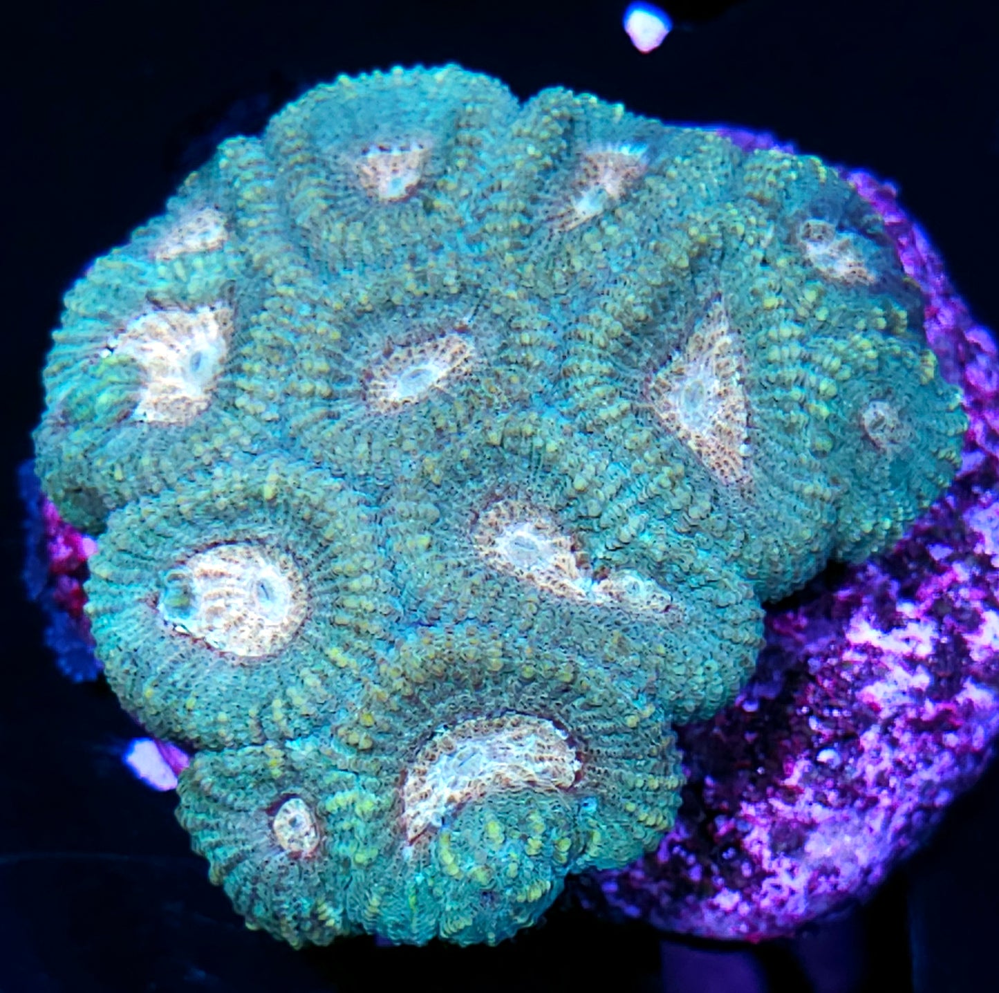 3" Mayan Temple Favia Colony