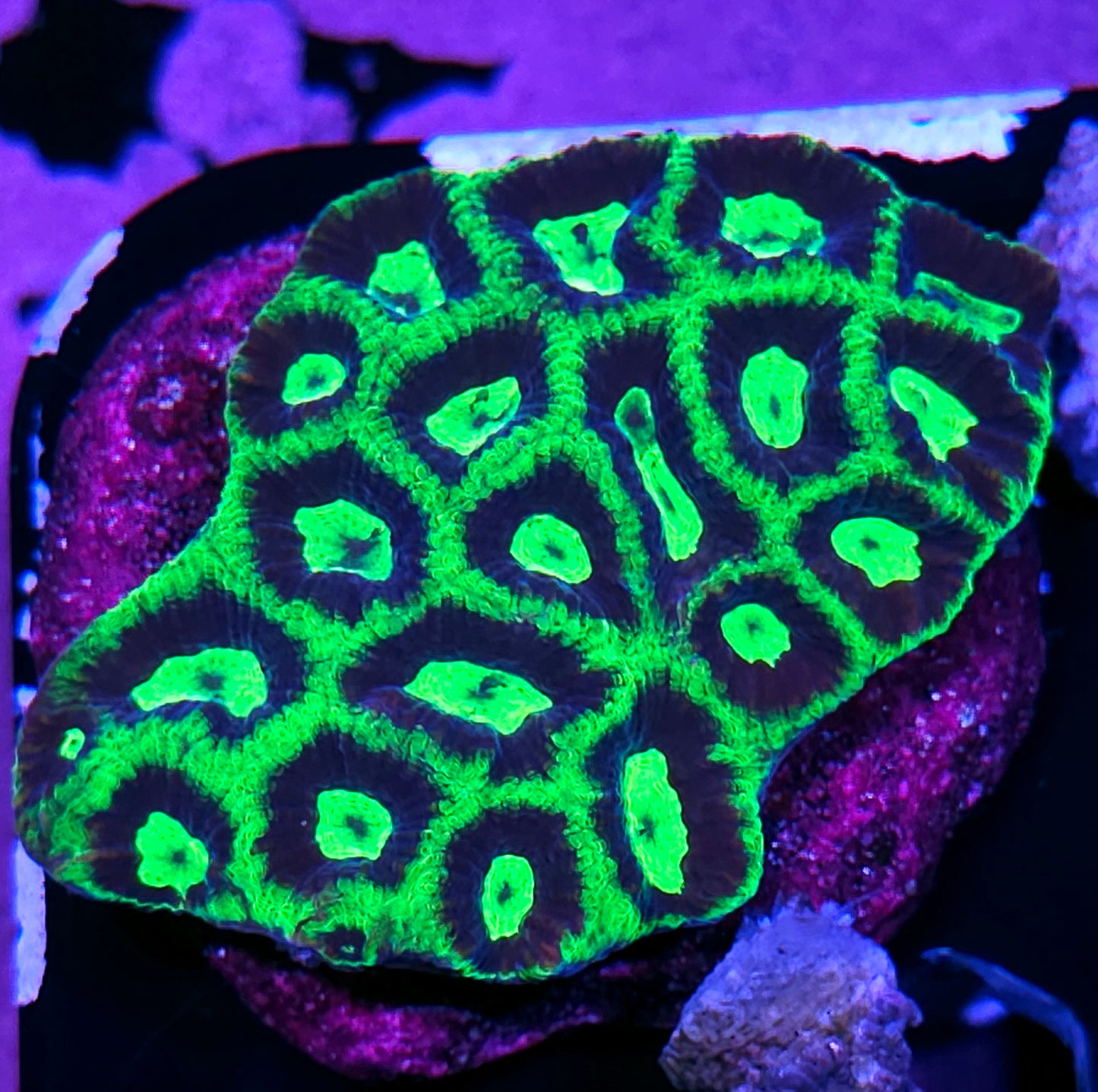 3.5-4" Jokers Smile Favia Colony