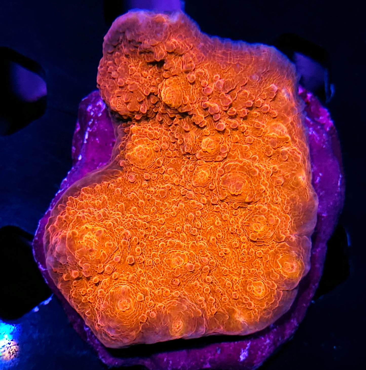 3-4" Deities of the Sun Chalice Colony