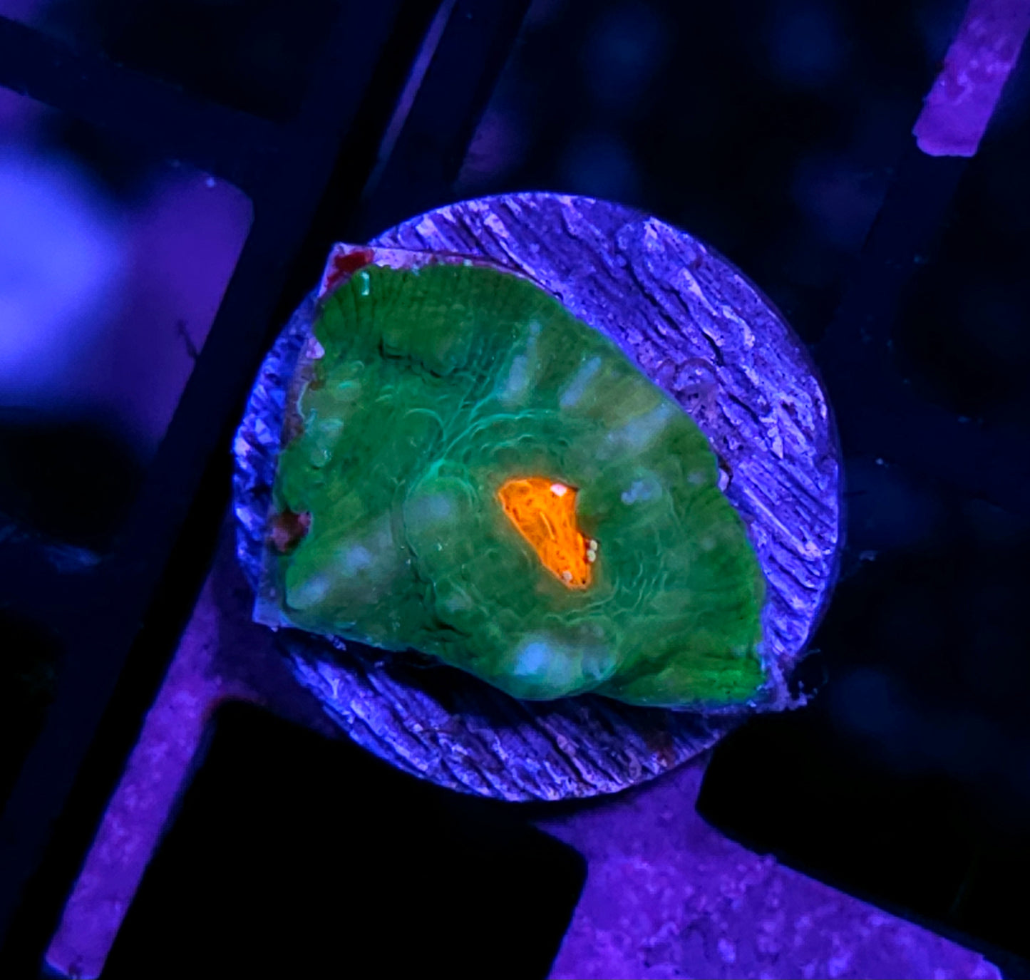 HF Emerald Isles Chalice