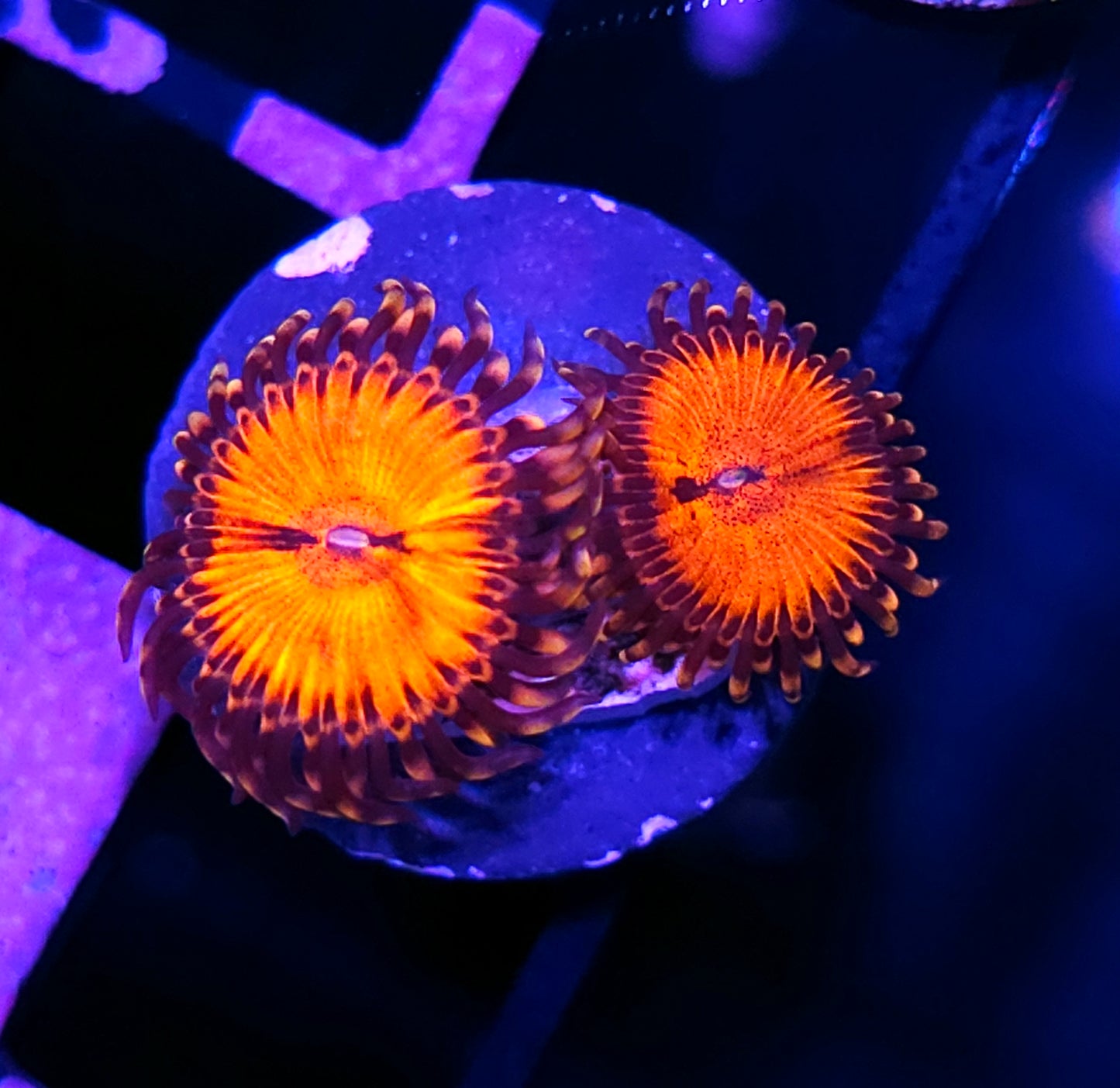 WWC Blood Sucker Zoas