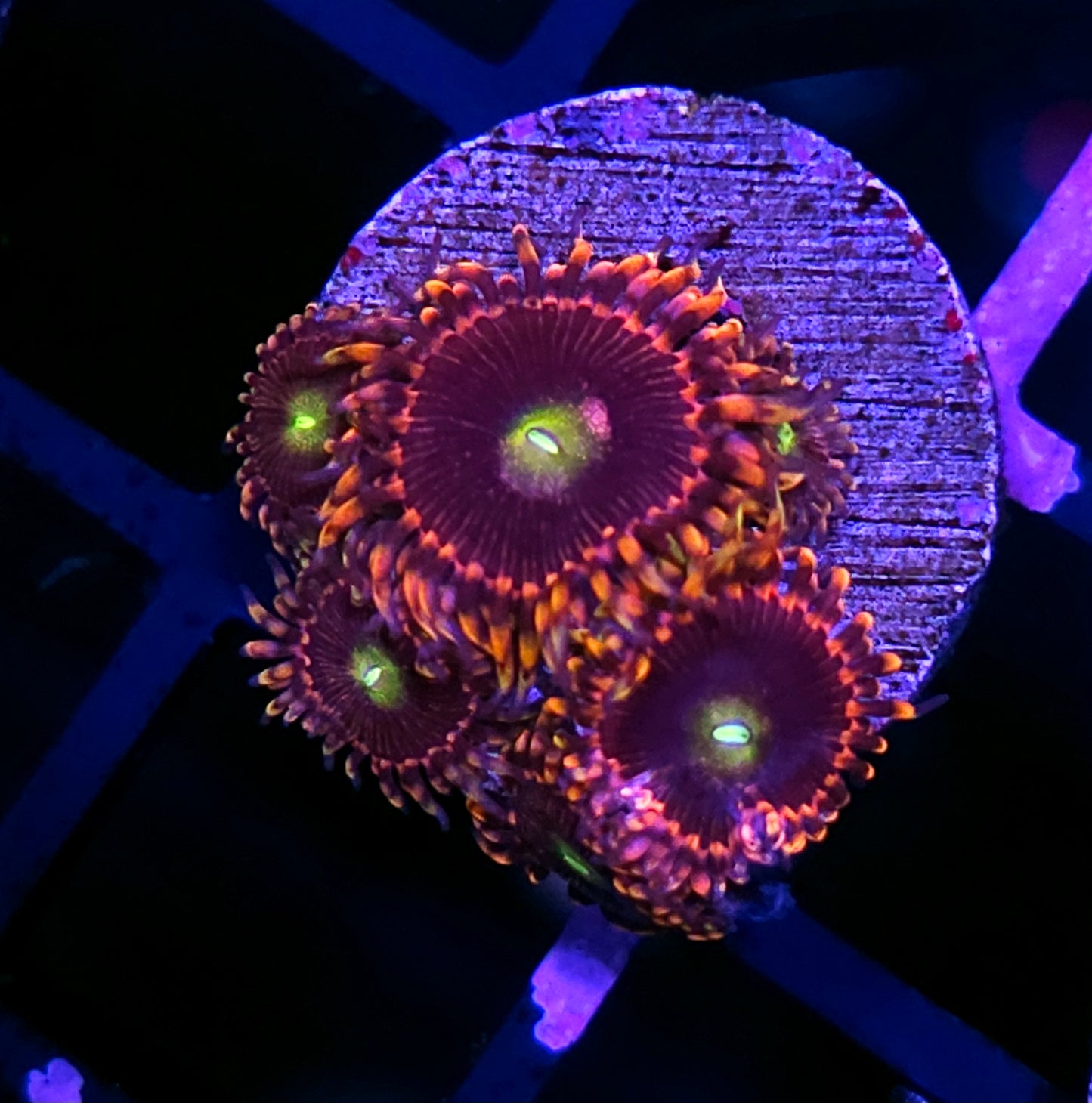 Bozos Birthday Zoas