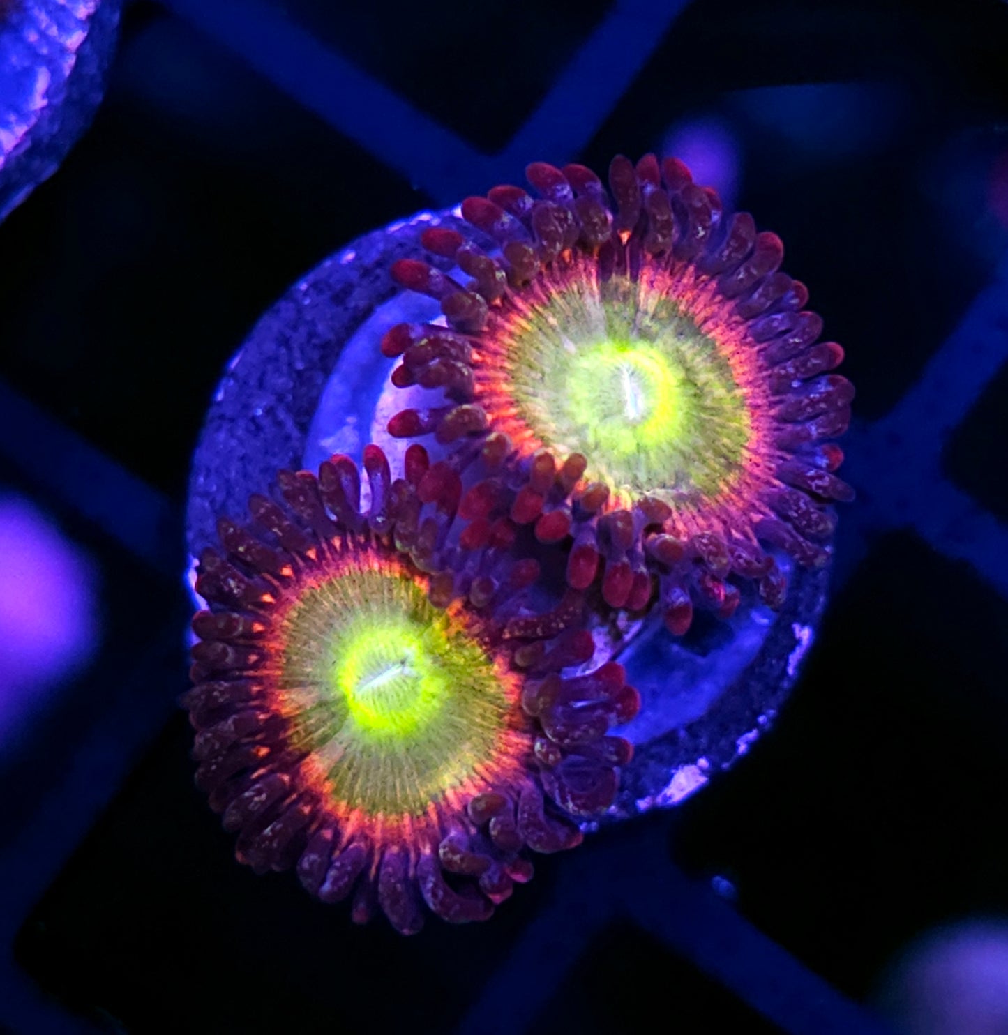 HF Living Legend Zoas