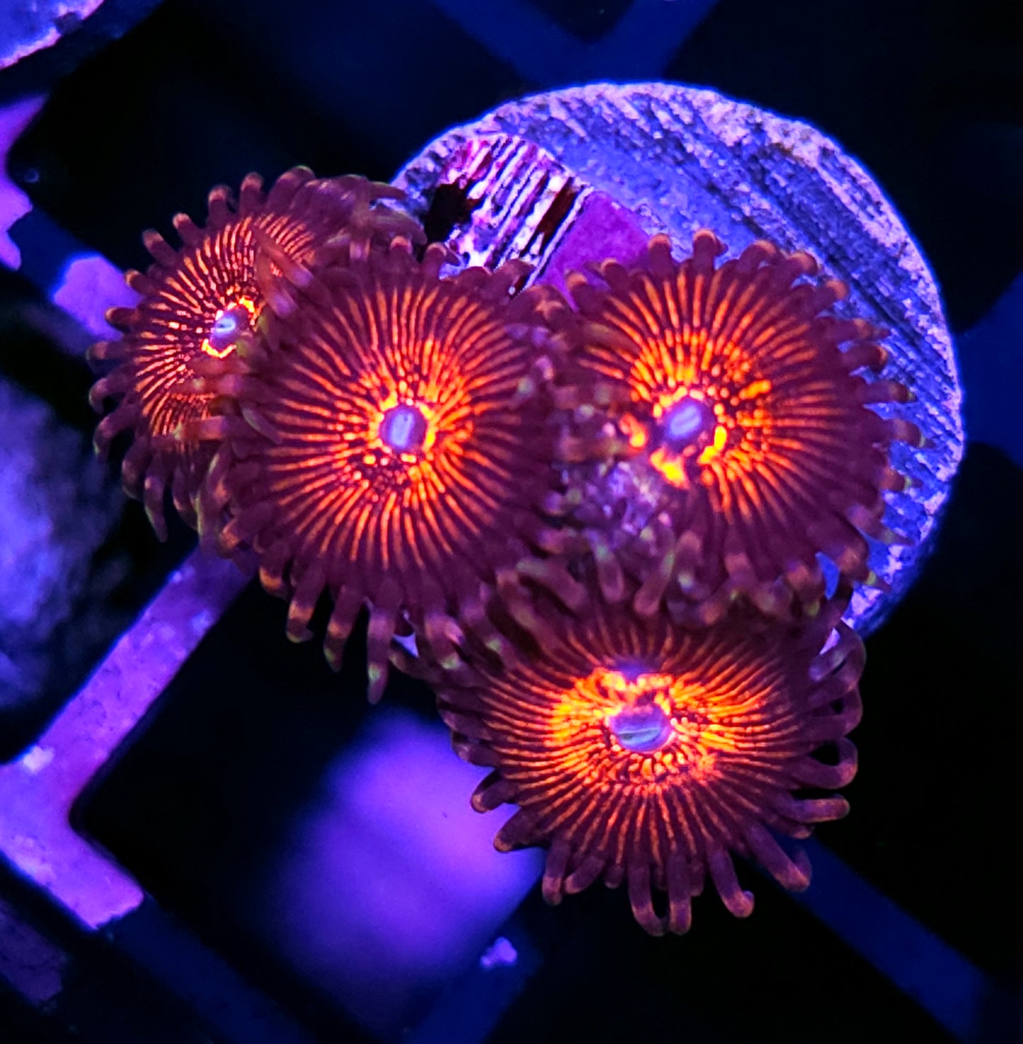 Nightcrawler Zoas