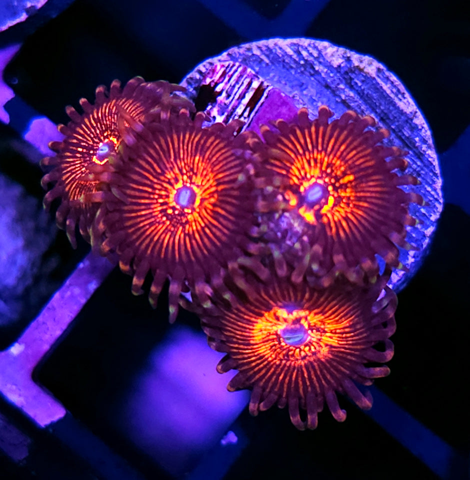 Nightcrawler Zoas