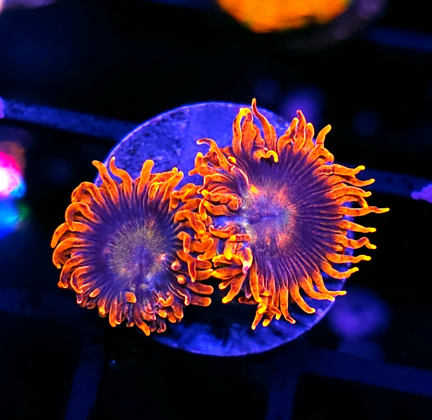 HF Ghost Pepper Zoas