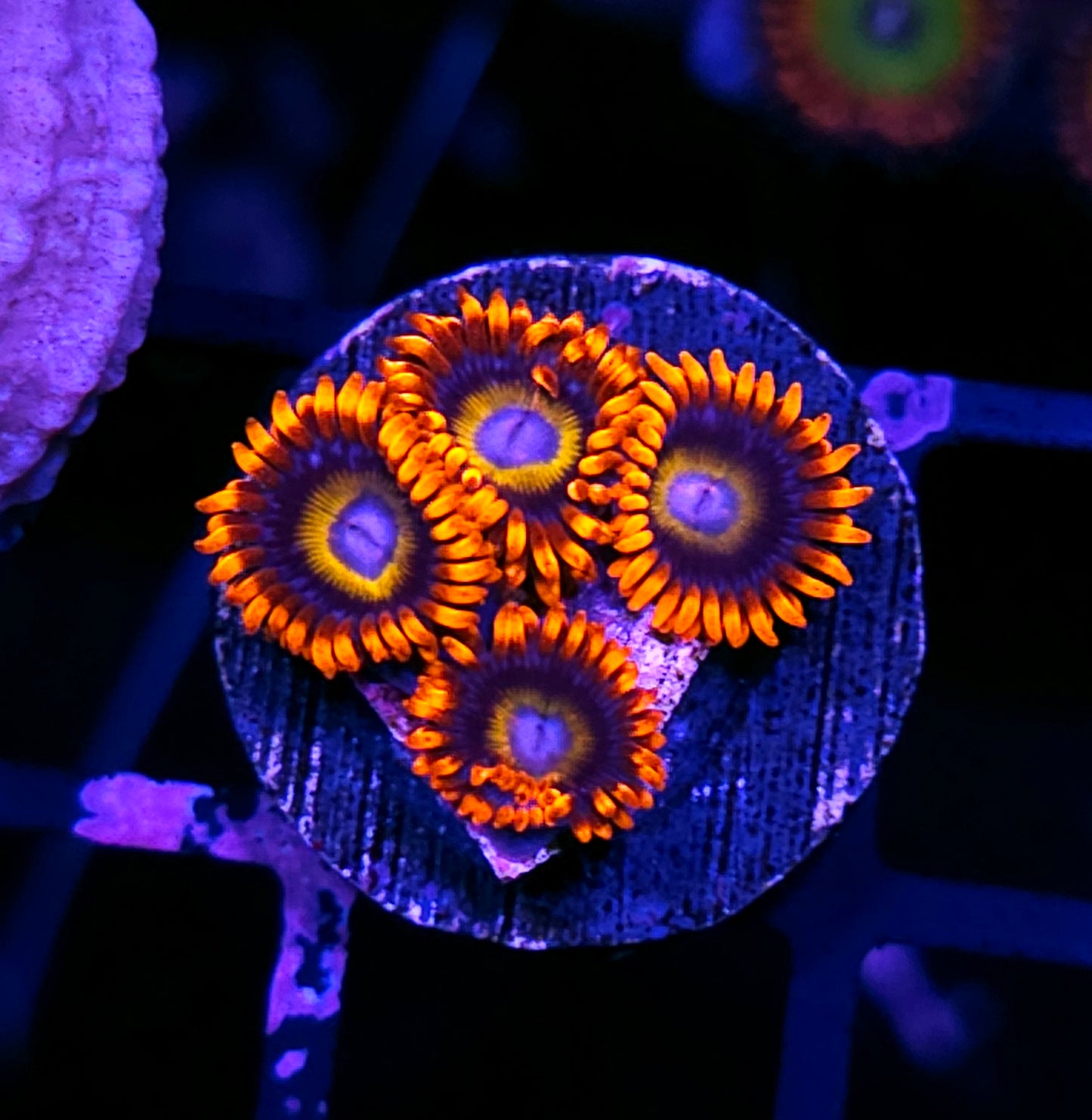 Blonde Blue Eye Bitches Zoas