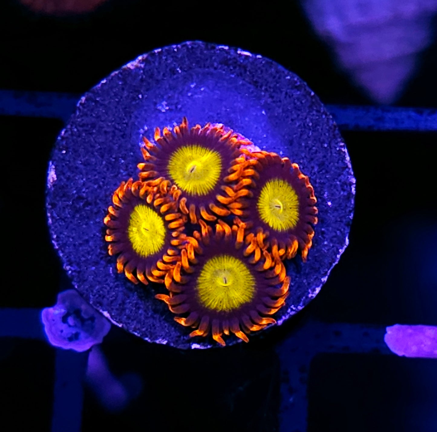 Electric Mandarin Zoas
