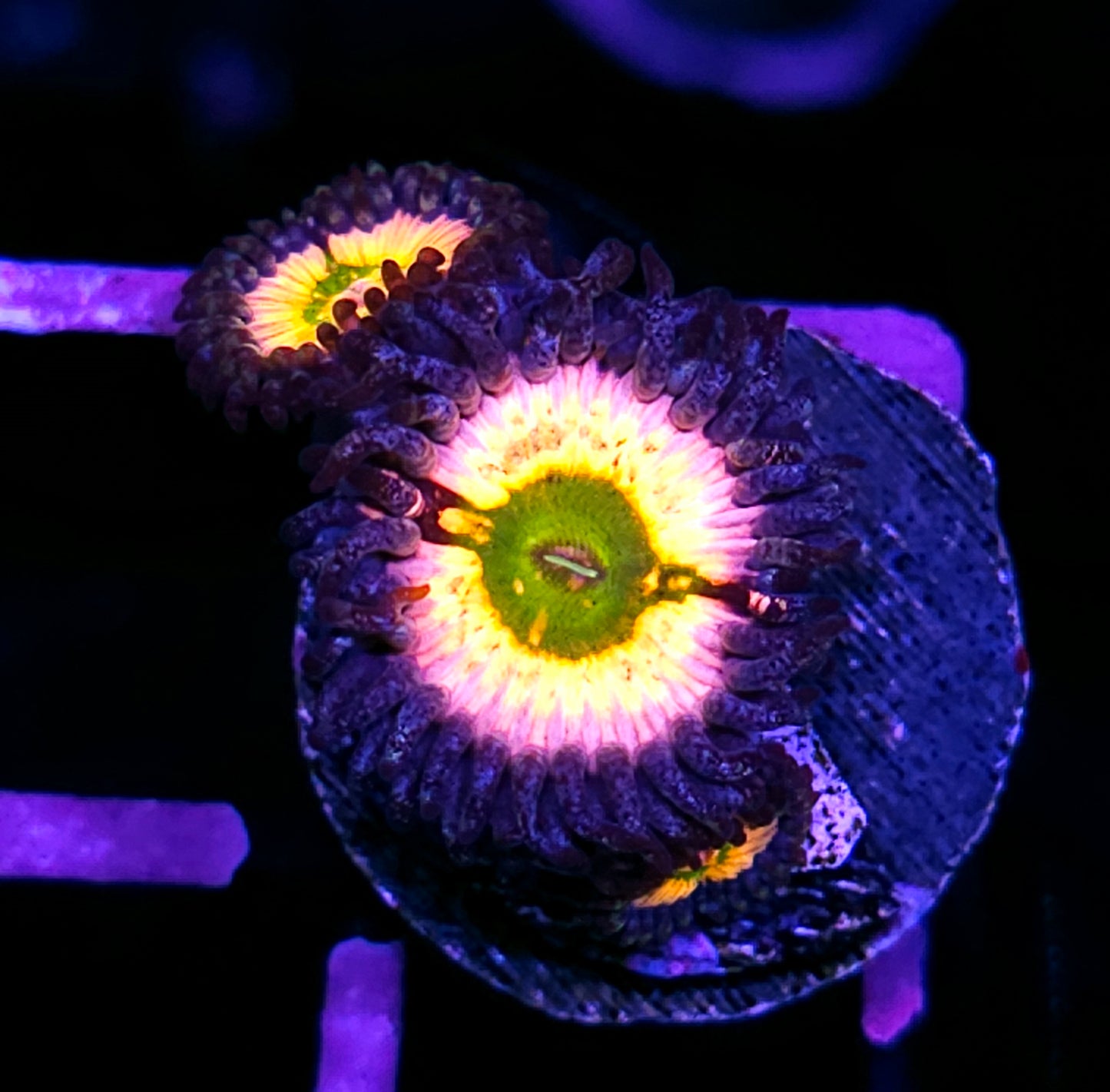 CB Rainbow Infusion Zoas