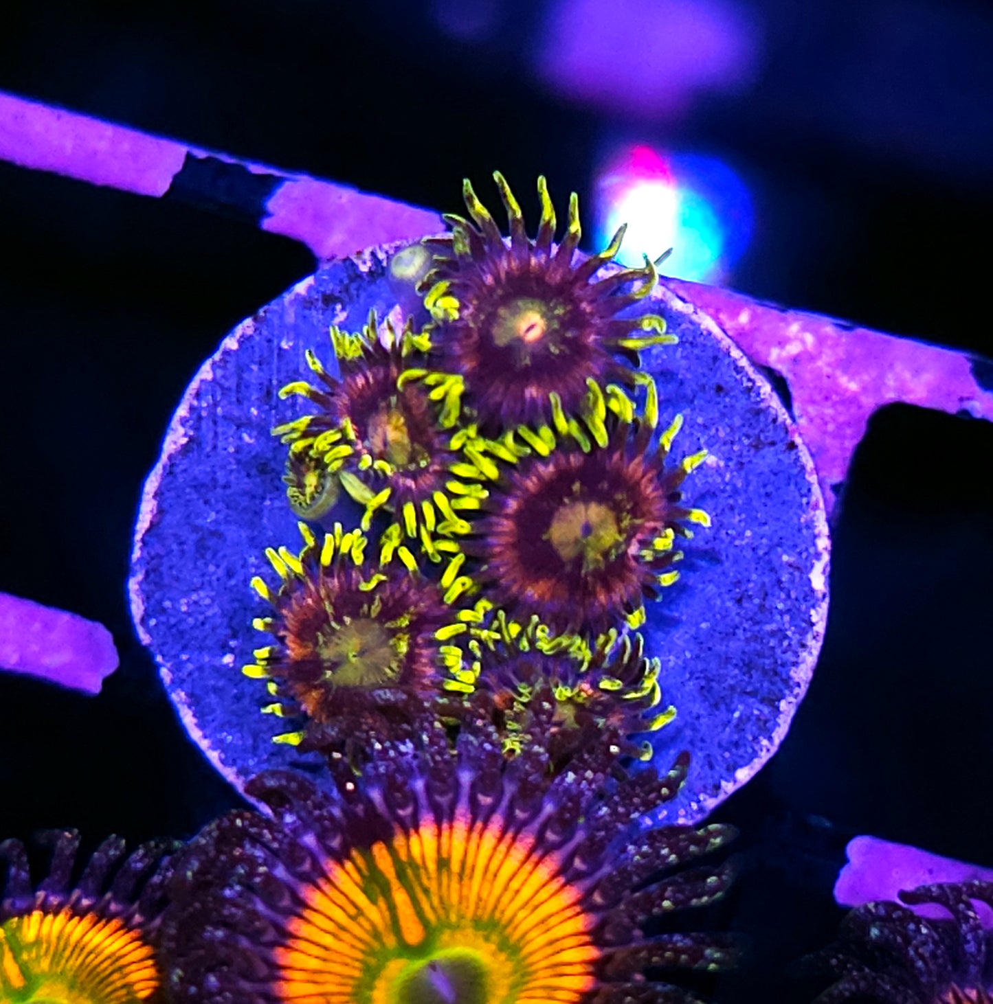 Mister Twister Zoas