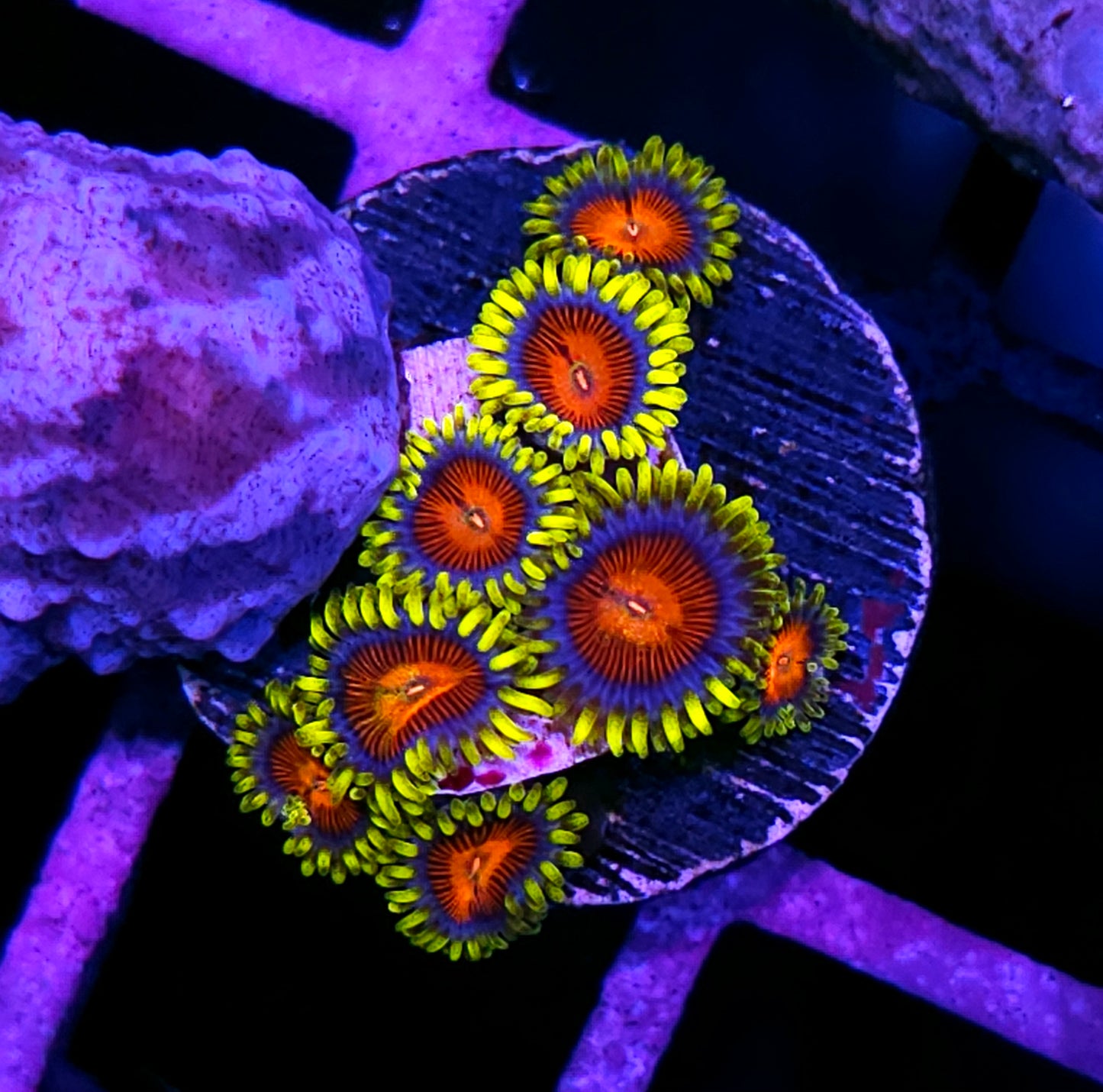 HF Vlad the Impaler Zoas