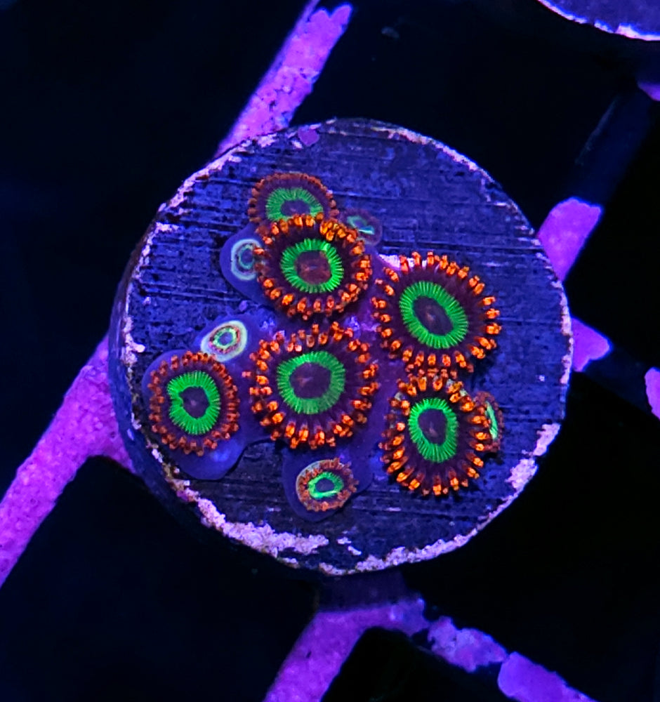 Emeralds on Fire Zoas