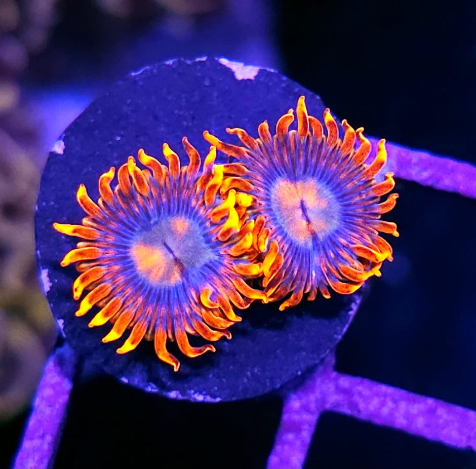 HF Pyrotechnics Zoas