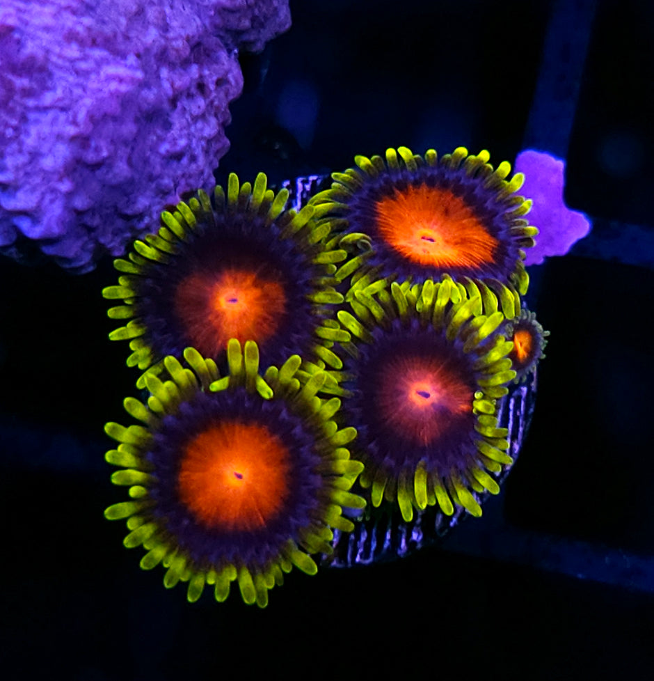 HF Van Helsing Zoas
