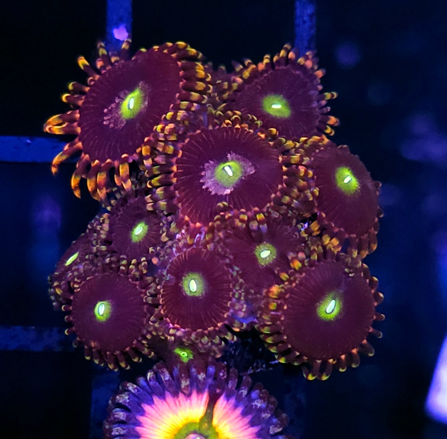 Bozos Birthday Zoas