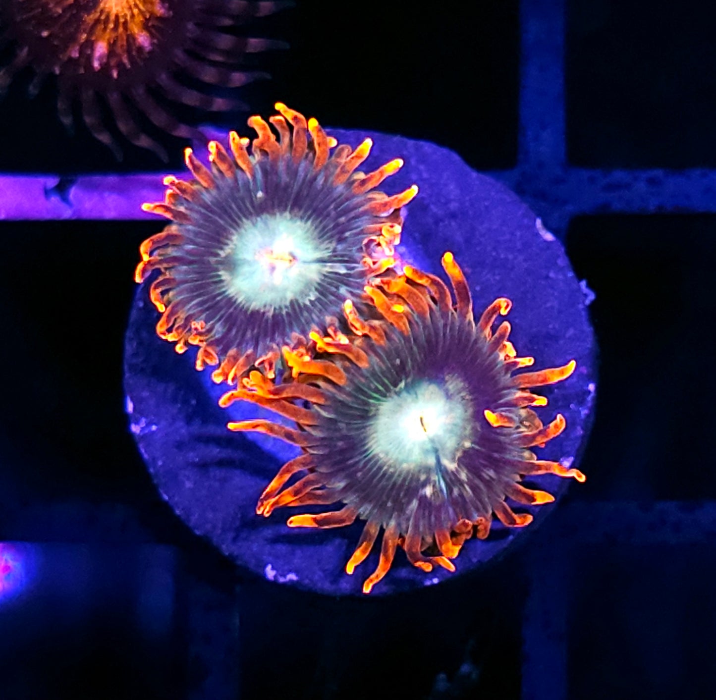 ECC Redwood Zoas