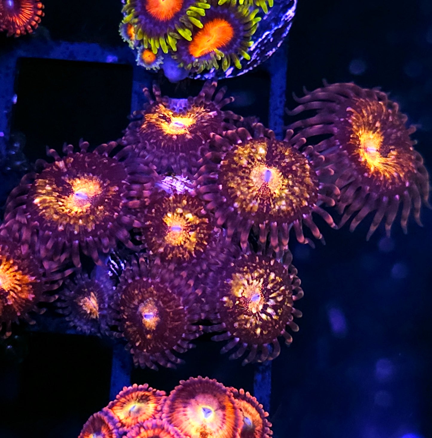 Pandora Zoas