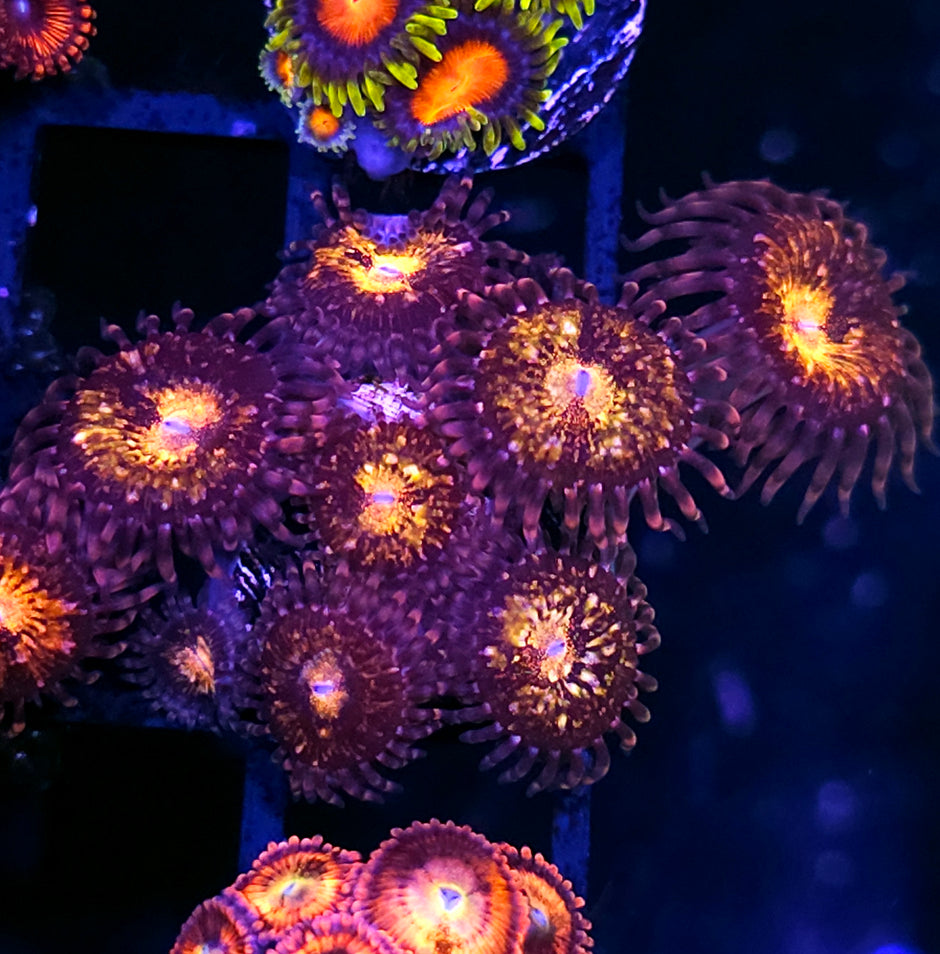 Pandora Zoas