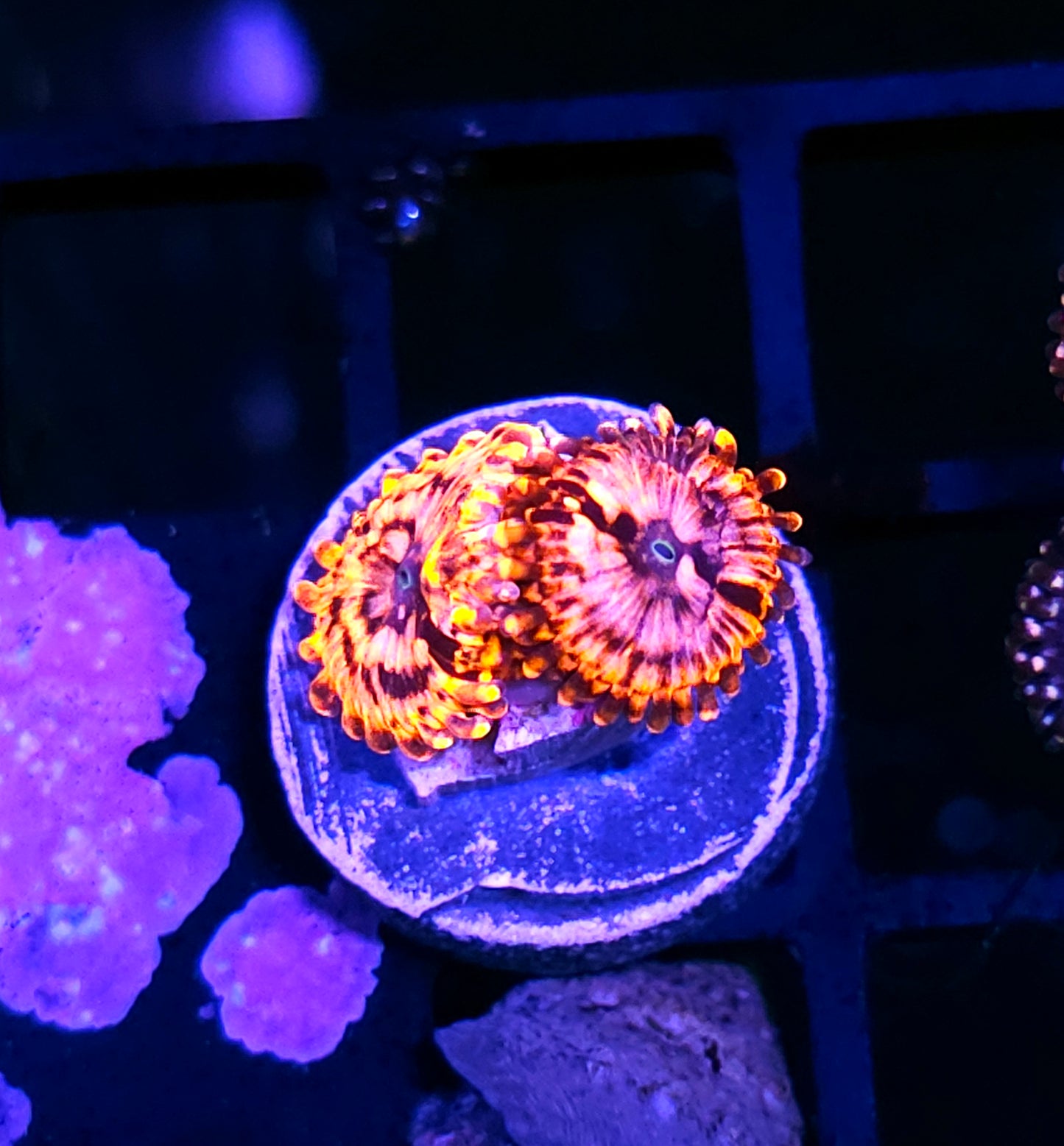 Utter Chaos Zoas