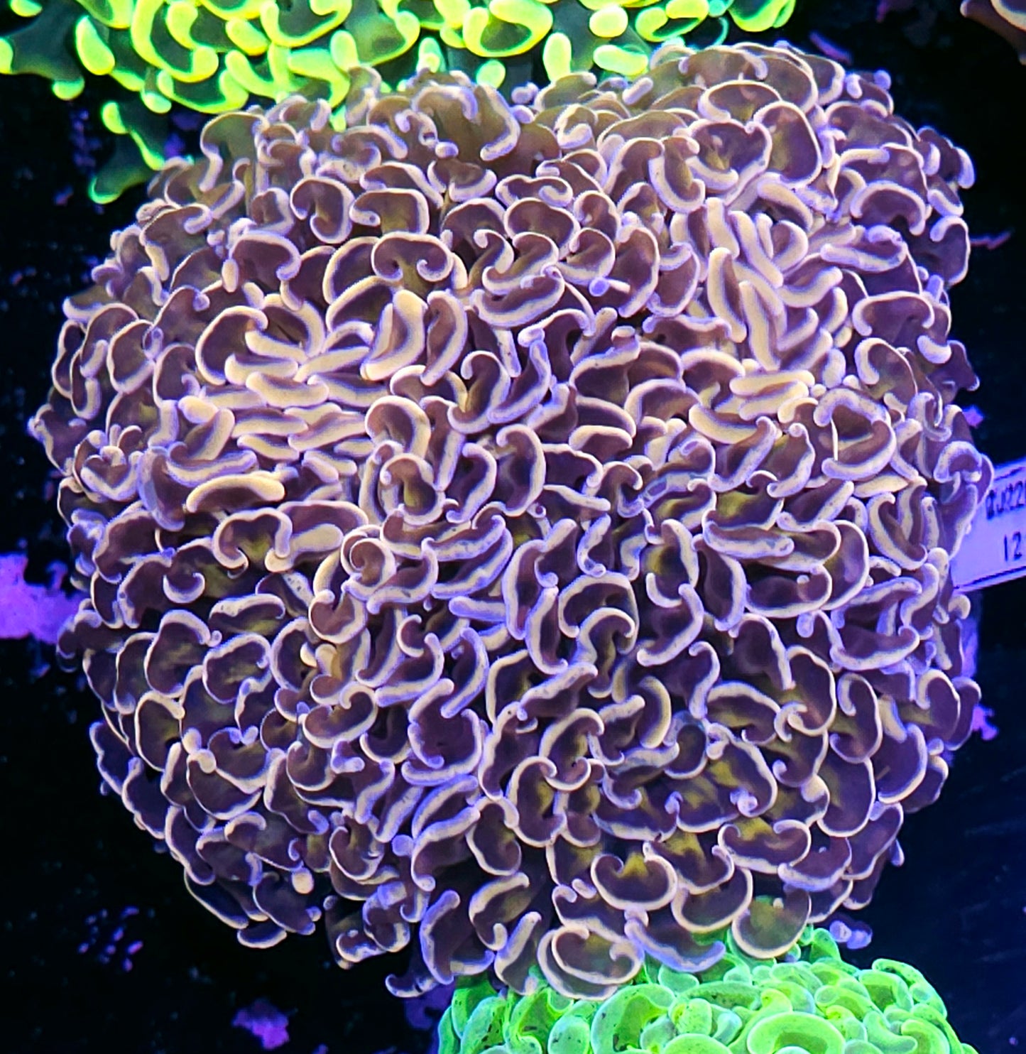 Look Closely 👀 Insanity Wall Hammer