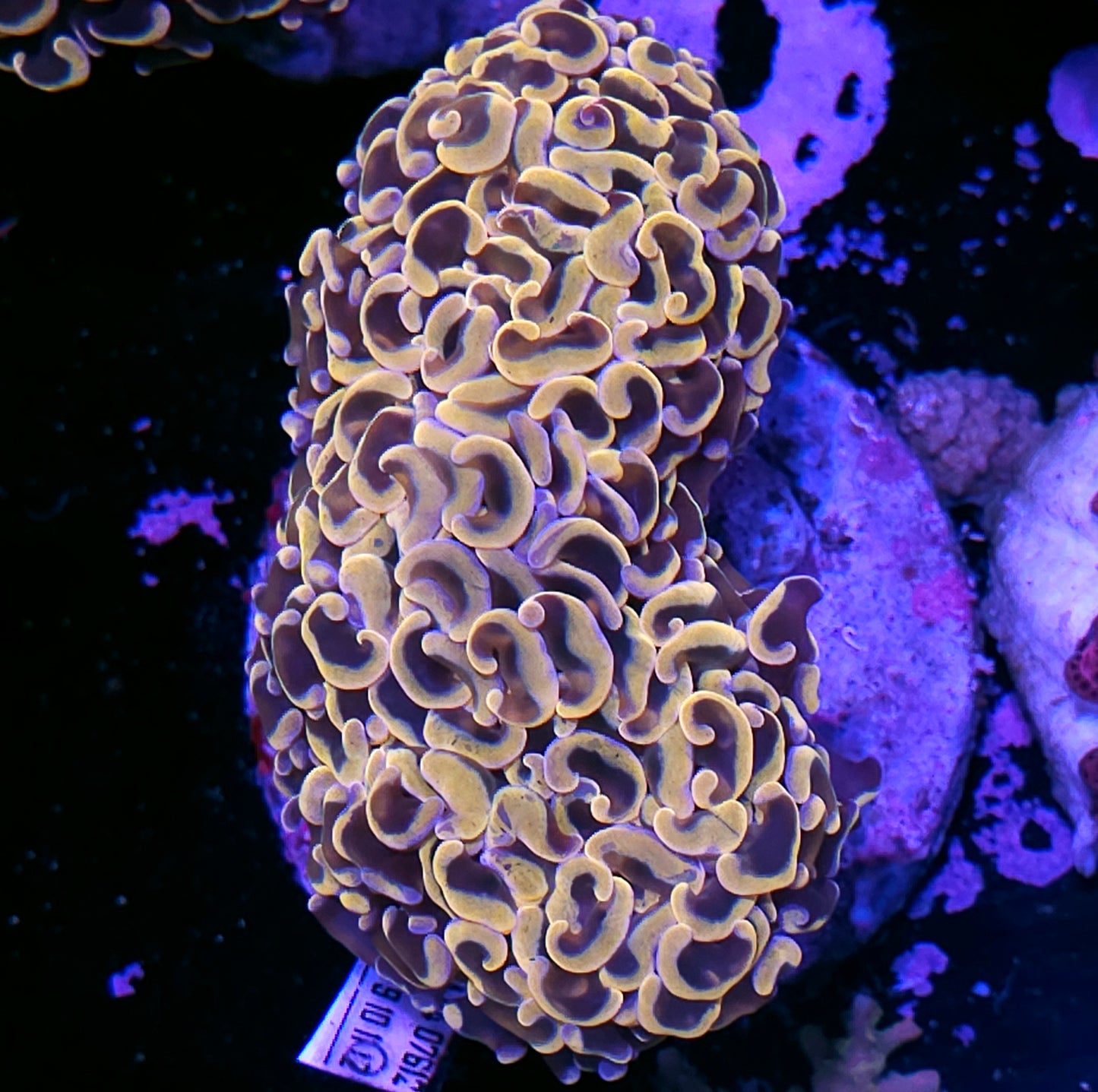 Super Golden Wall Hammer
