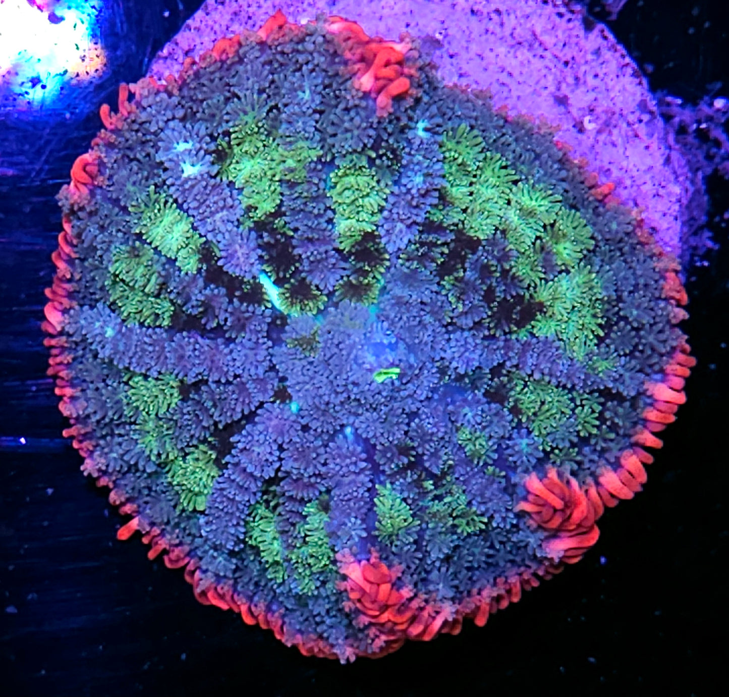 3.5" Frankenstein Bounce Mushroom