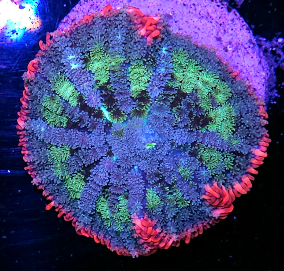 3.5" Frankenstein Bounce Mushroom