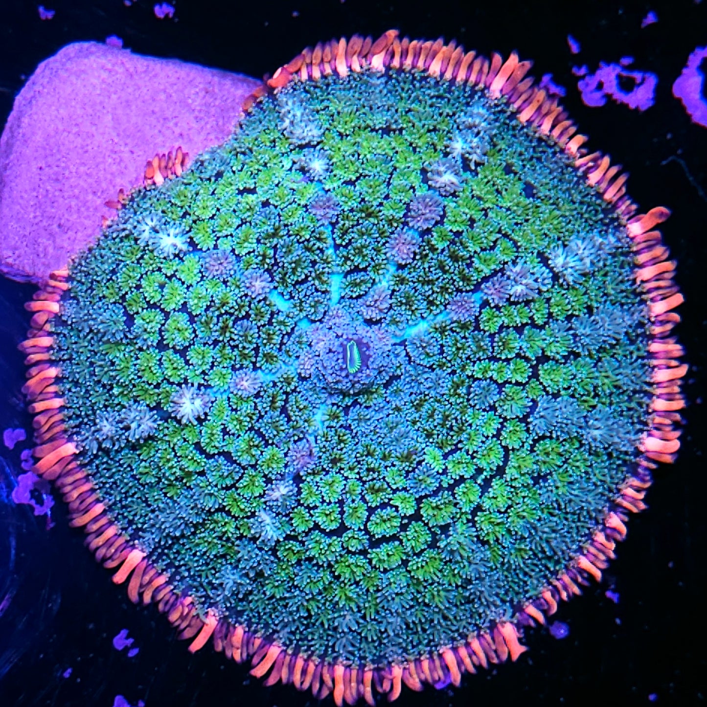 5" Frankenstein Bounce Mushroom