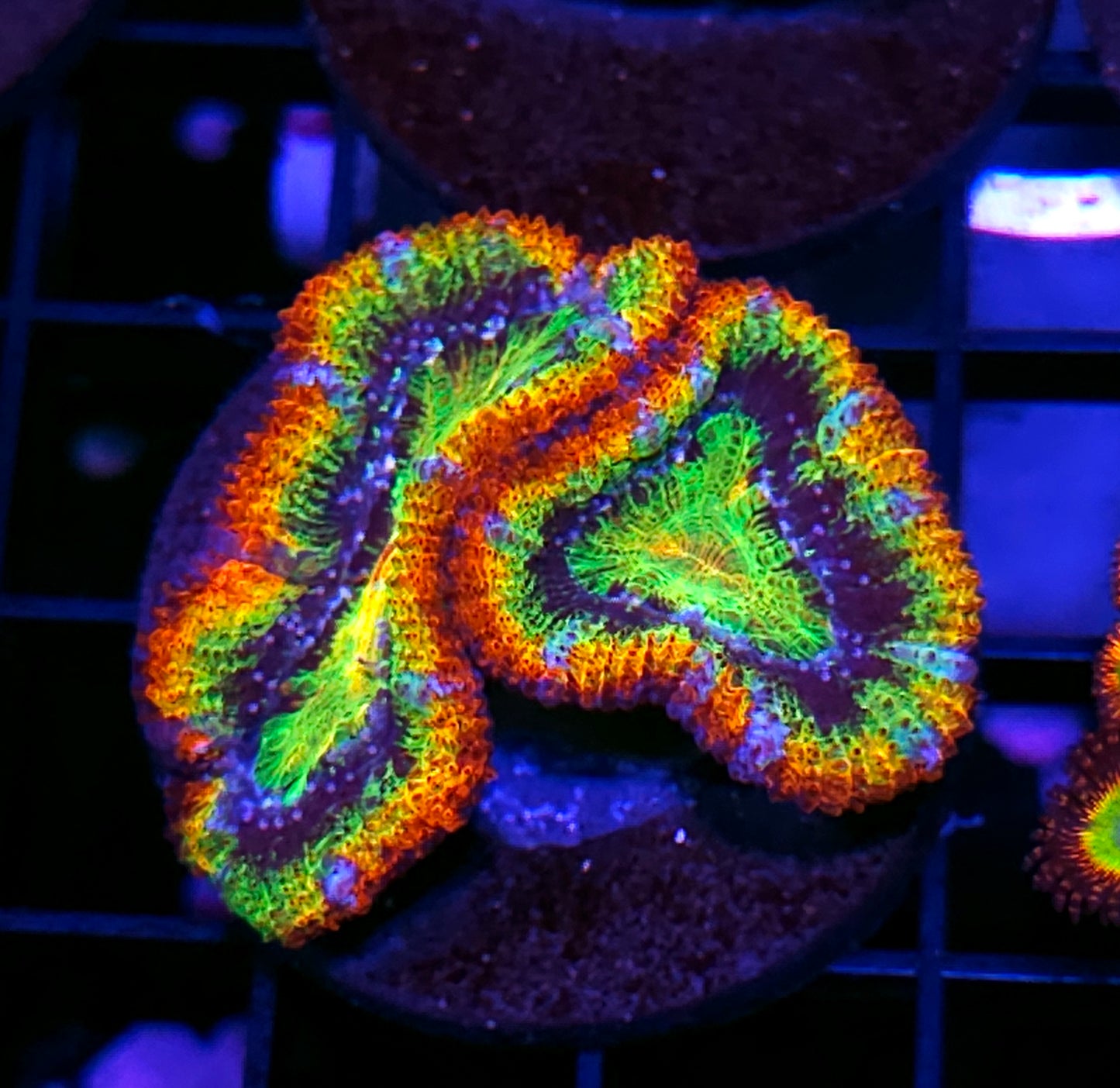 HF Mach 7 Acan