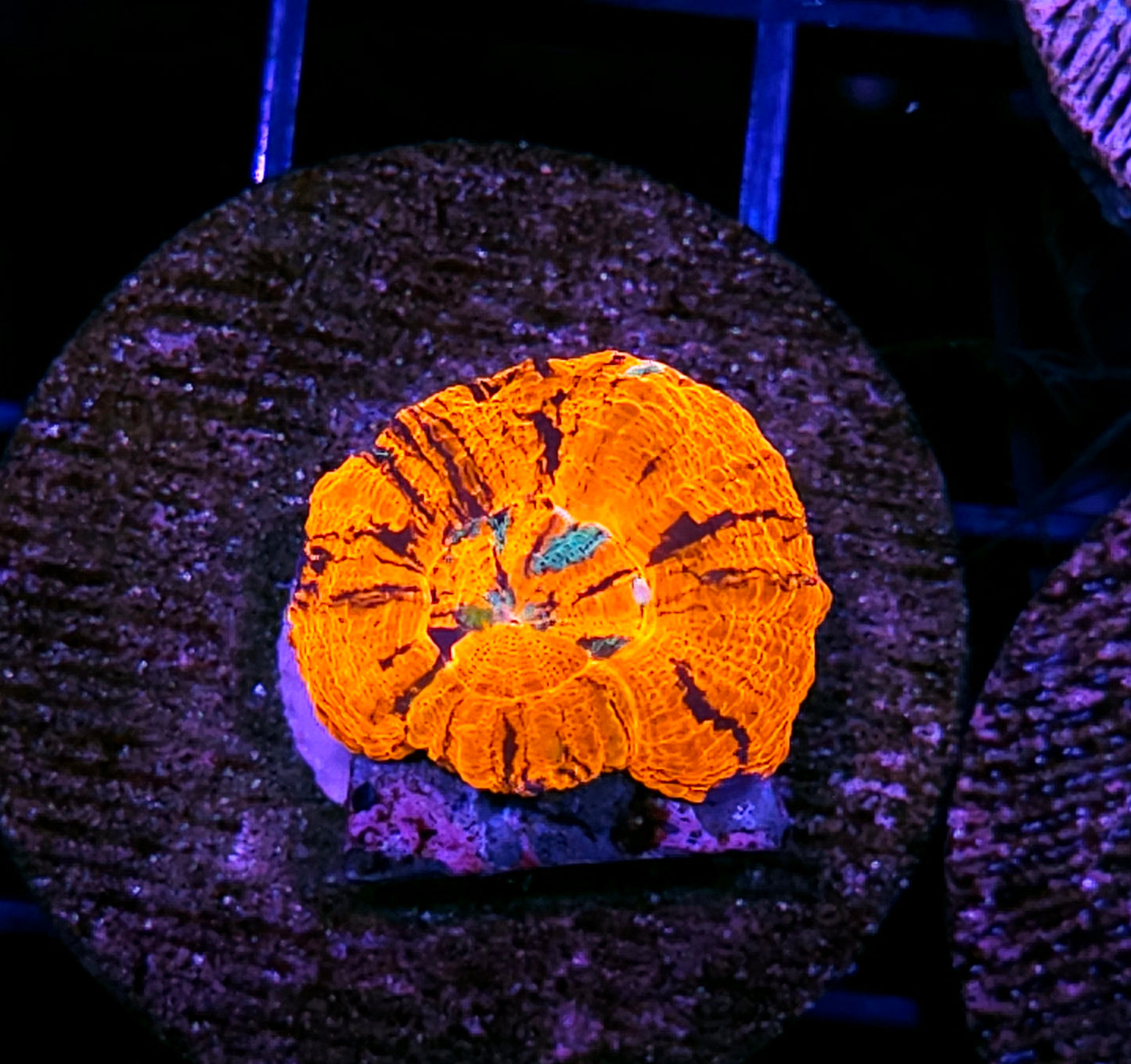 Epic Aquacultured Tank Spawned War Paint Scolymia