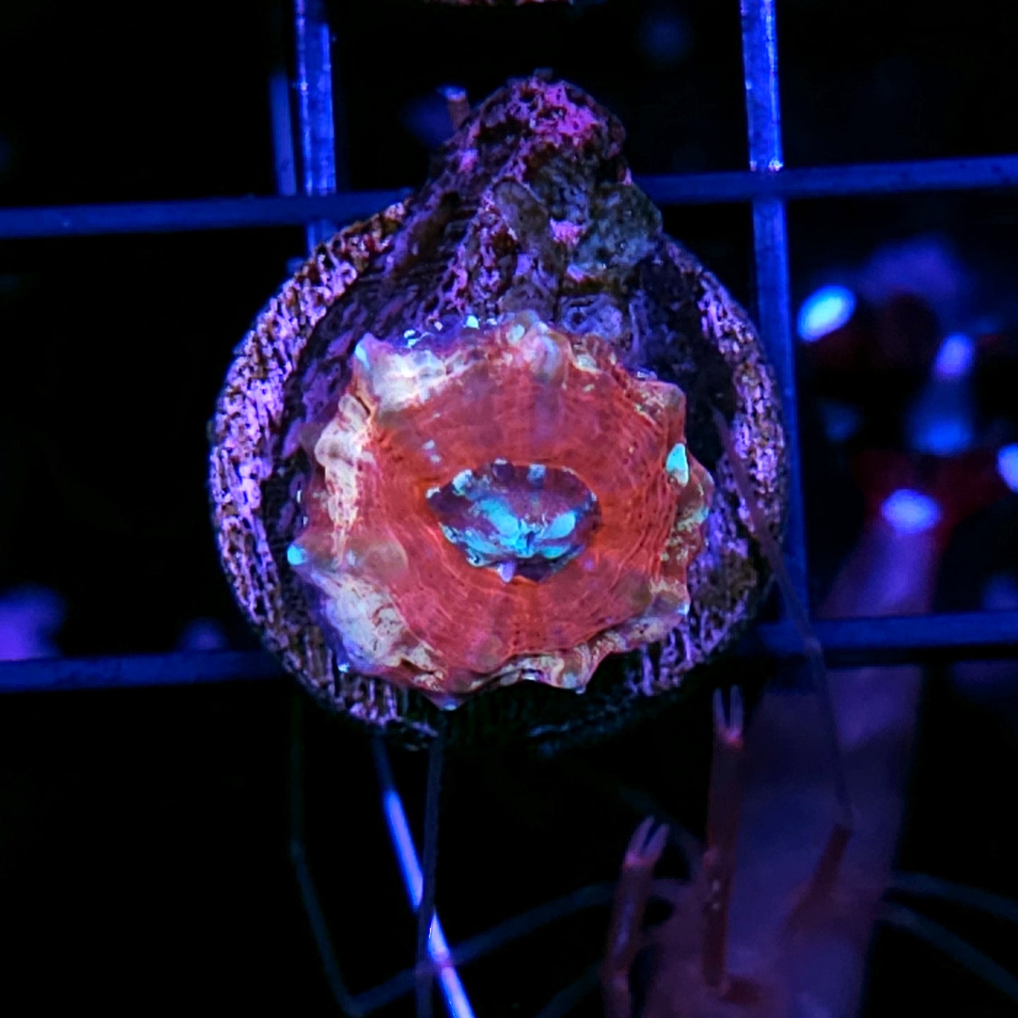 Mind Melter Aquacultured Tank Spawned Scolymia
