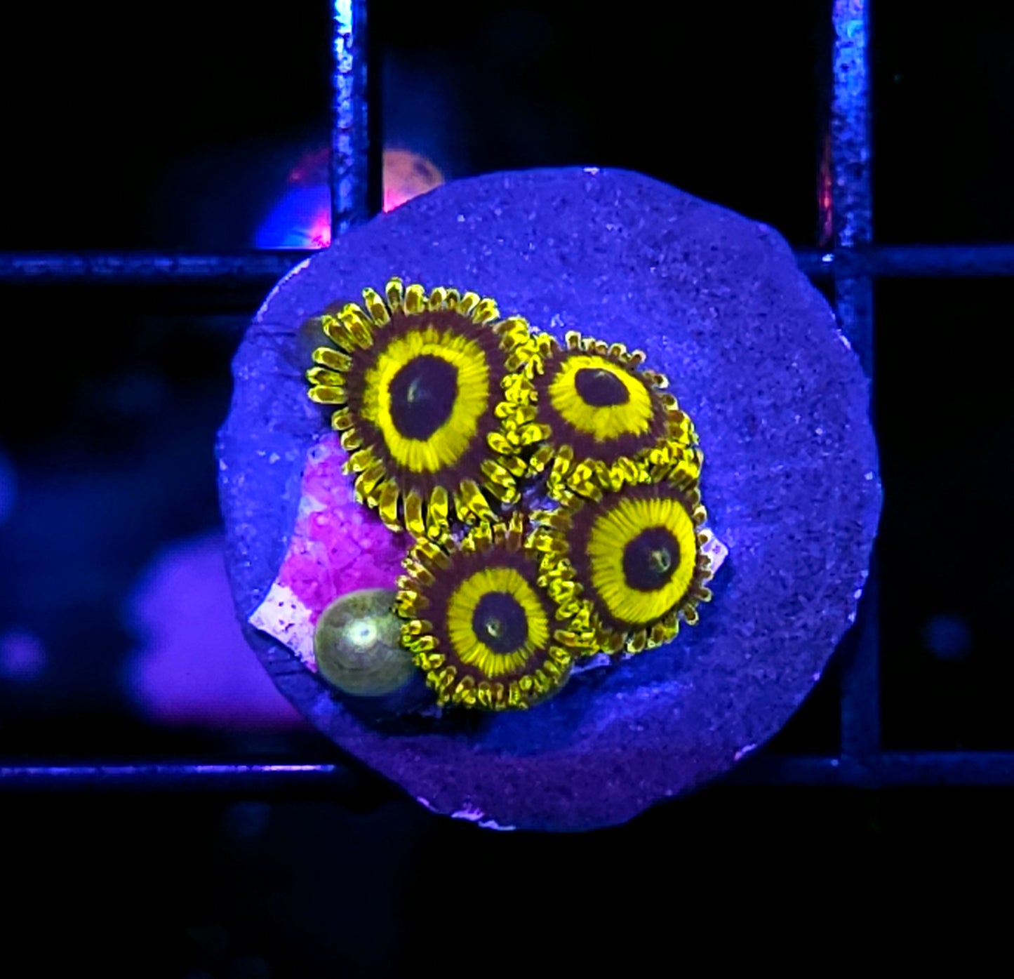 LA Lakers/ NGPH Zoas