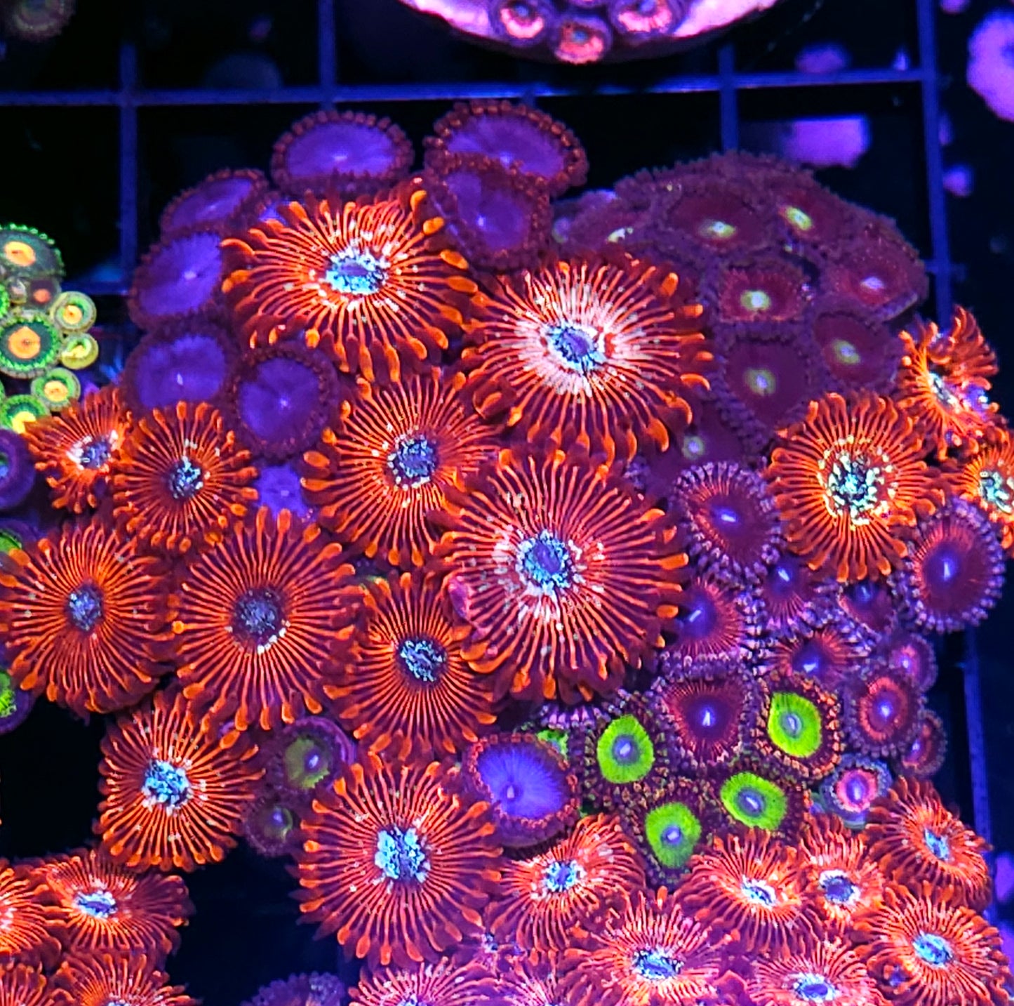 Seduction Salted Agave Cats Eye Spiderman Blue Eye Pink Mix Zoa Colony