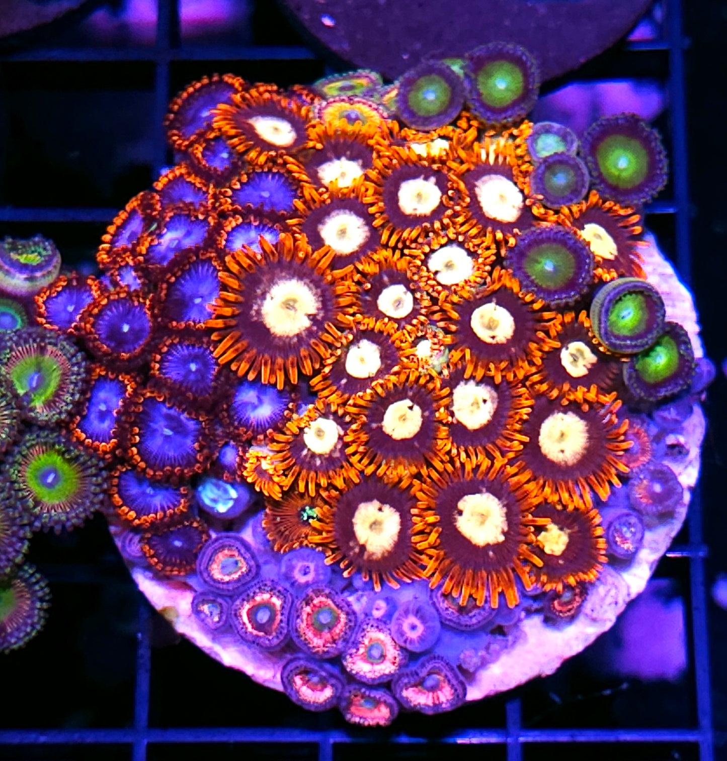 Fireworks Spiderman Latin Lover Everlasting Gobstopper Mix Zoa Colony