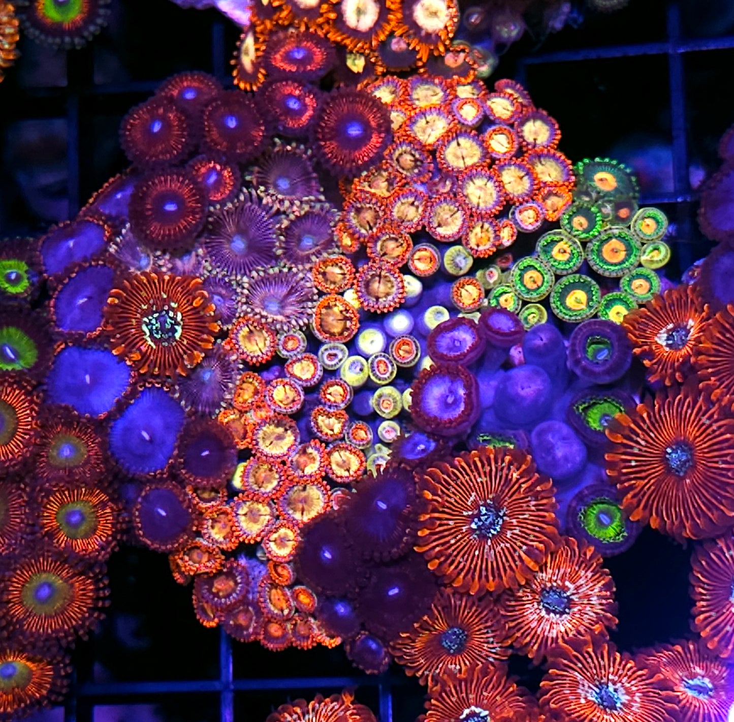 Insane Mix Zoa Colony